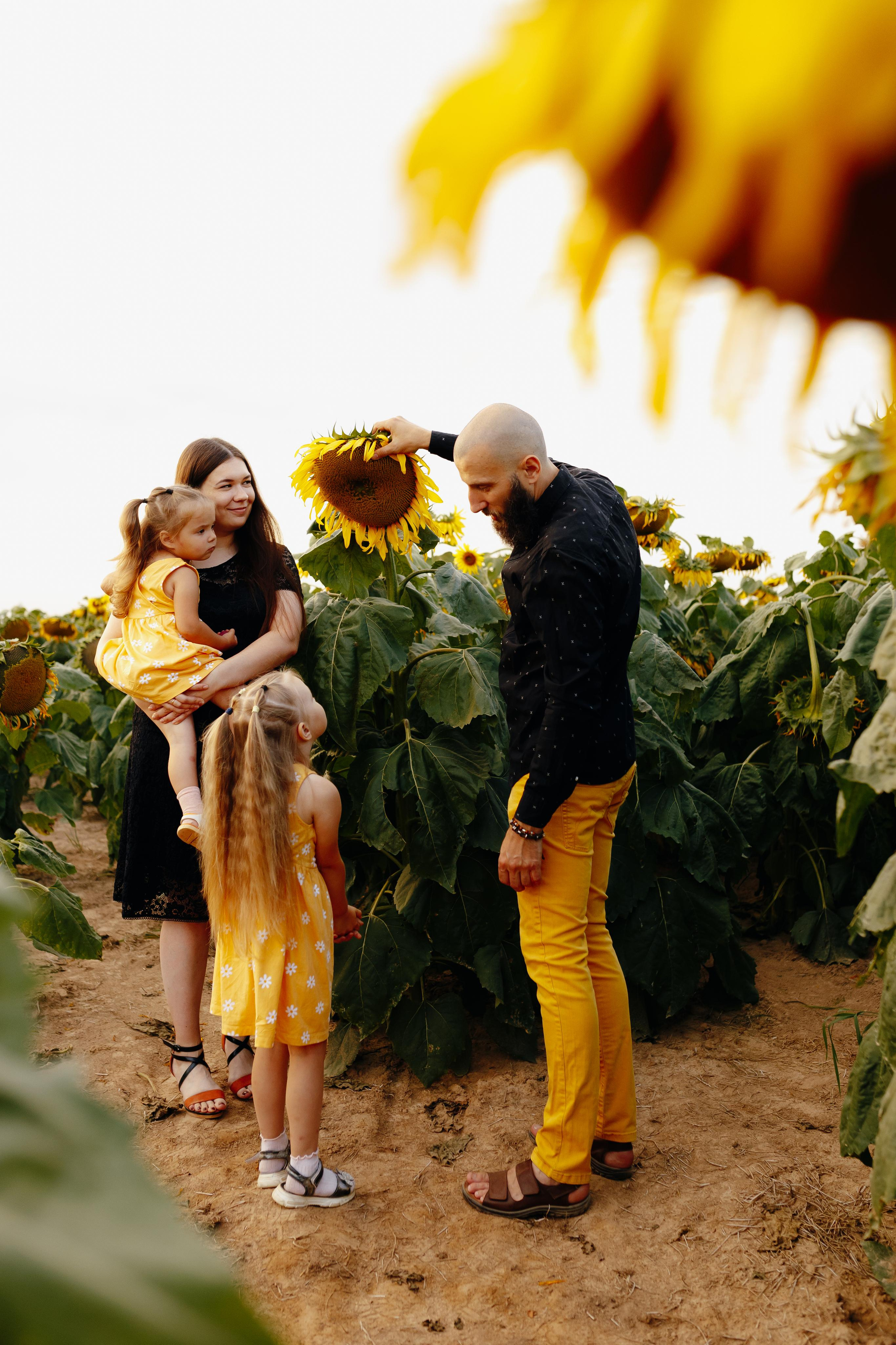 Подсолнухи. Свадебный и семейный фотограф Витебск, Минск, Андрей Павлов