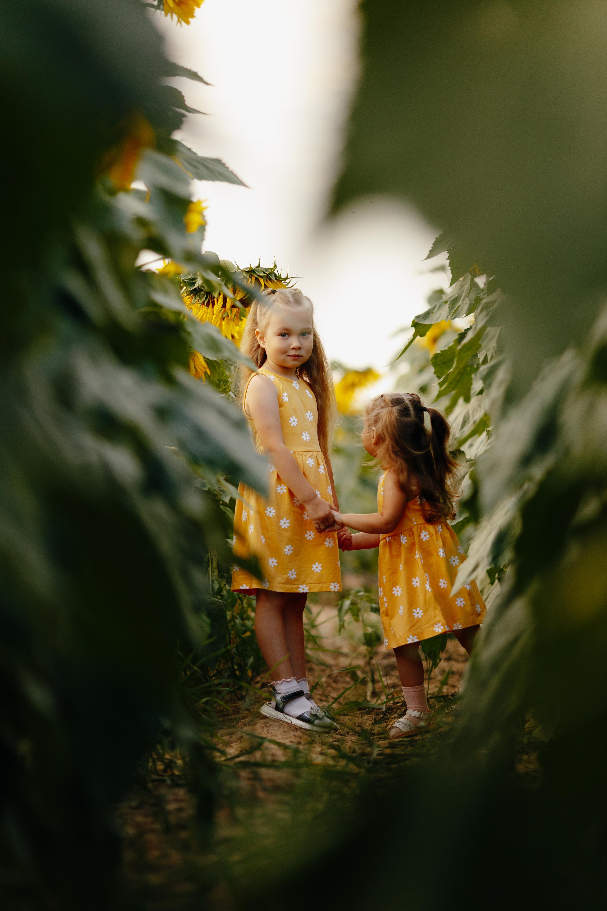 Подсолнухи. Свадебный и семейный фотограф Витебск, Минск, Андрей Павлов