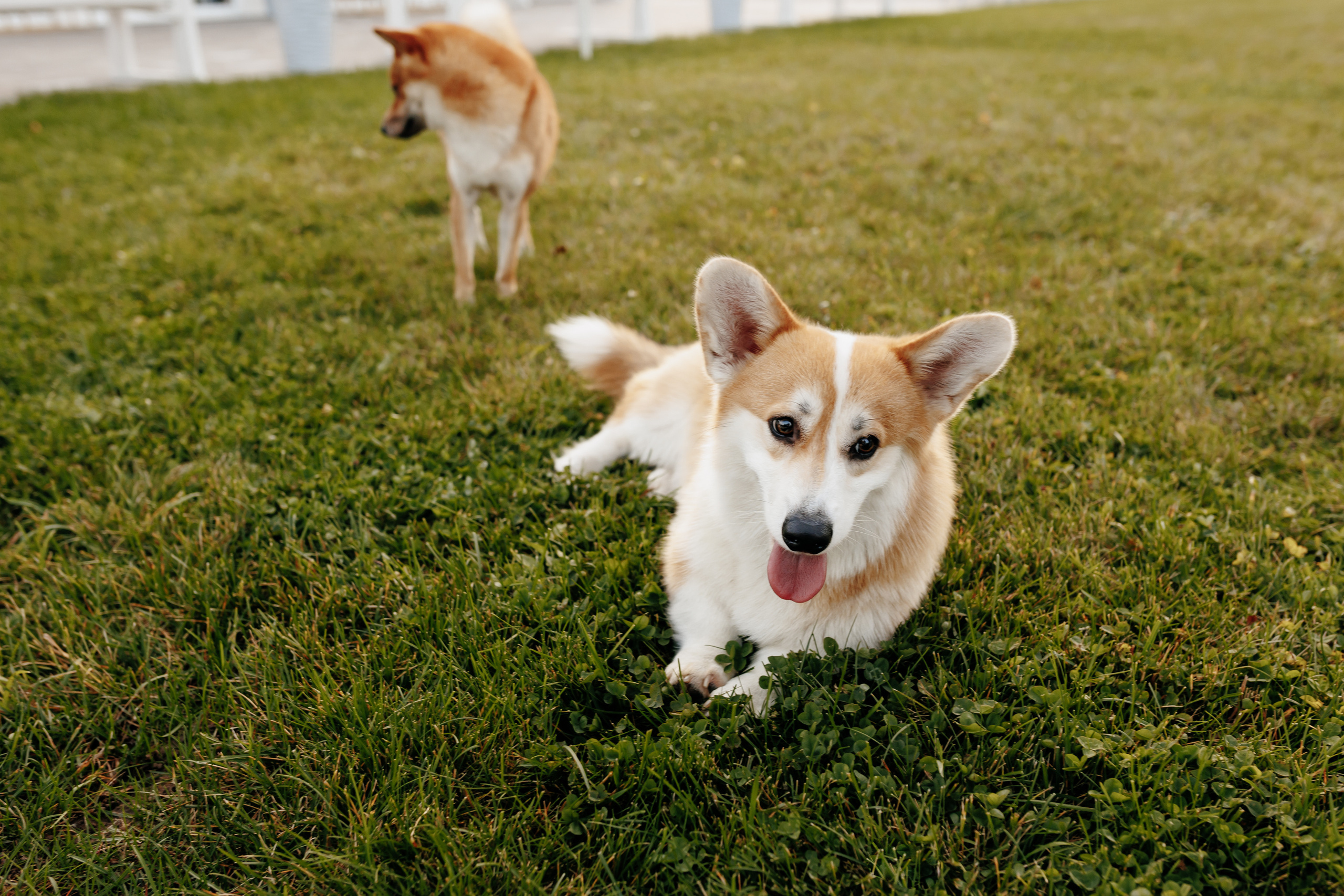 Свадьба Марии и Андрея. Свадебный и семейный фотограф Витебск, Минск, Андрей Павлов