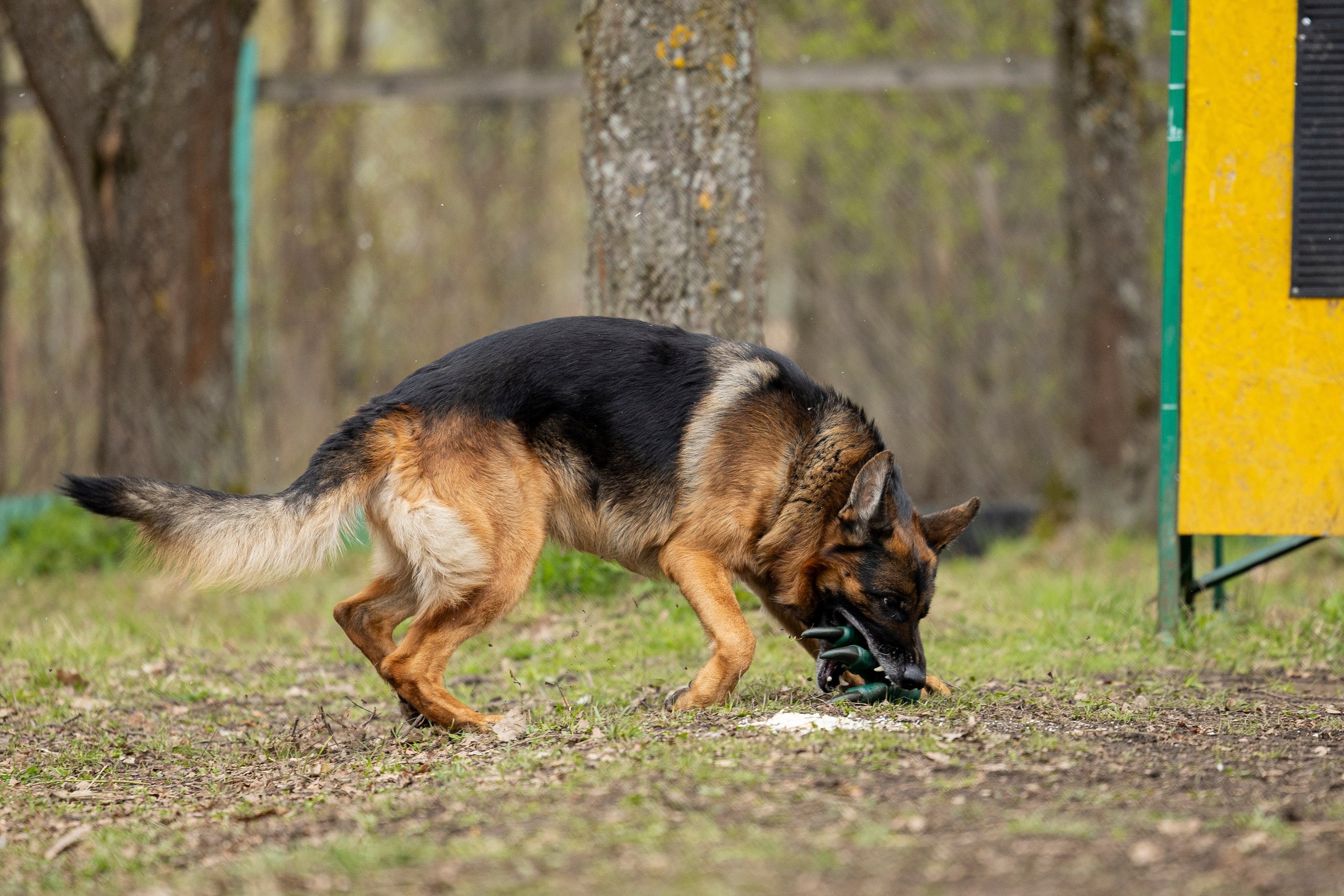 Квалификационные состязания по мондьорингу г. Вологда 11.05.24. Фотограф-анималист Анна Маринич