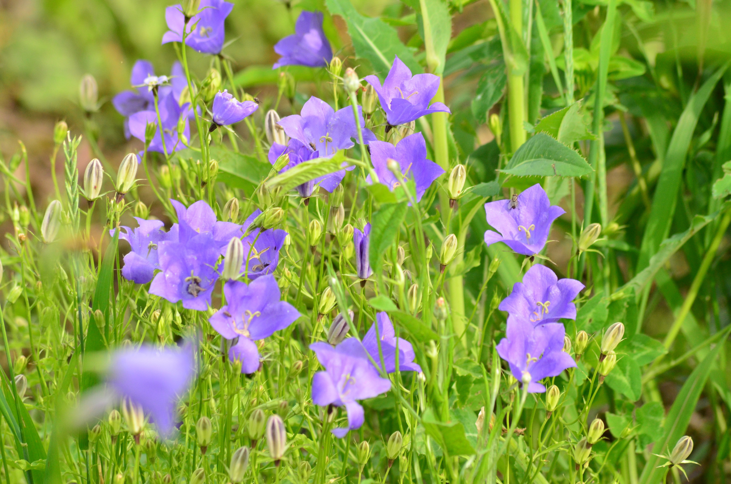 Дары природы. Фотограф viktor viktor