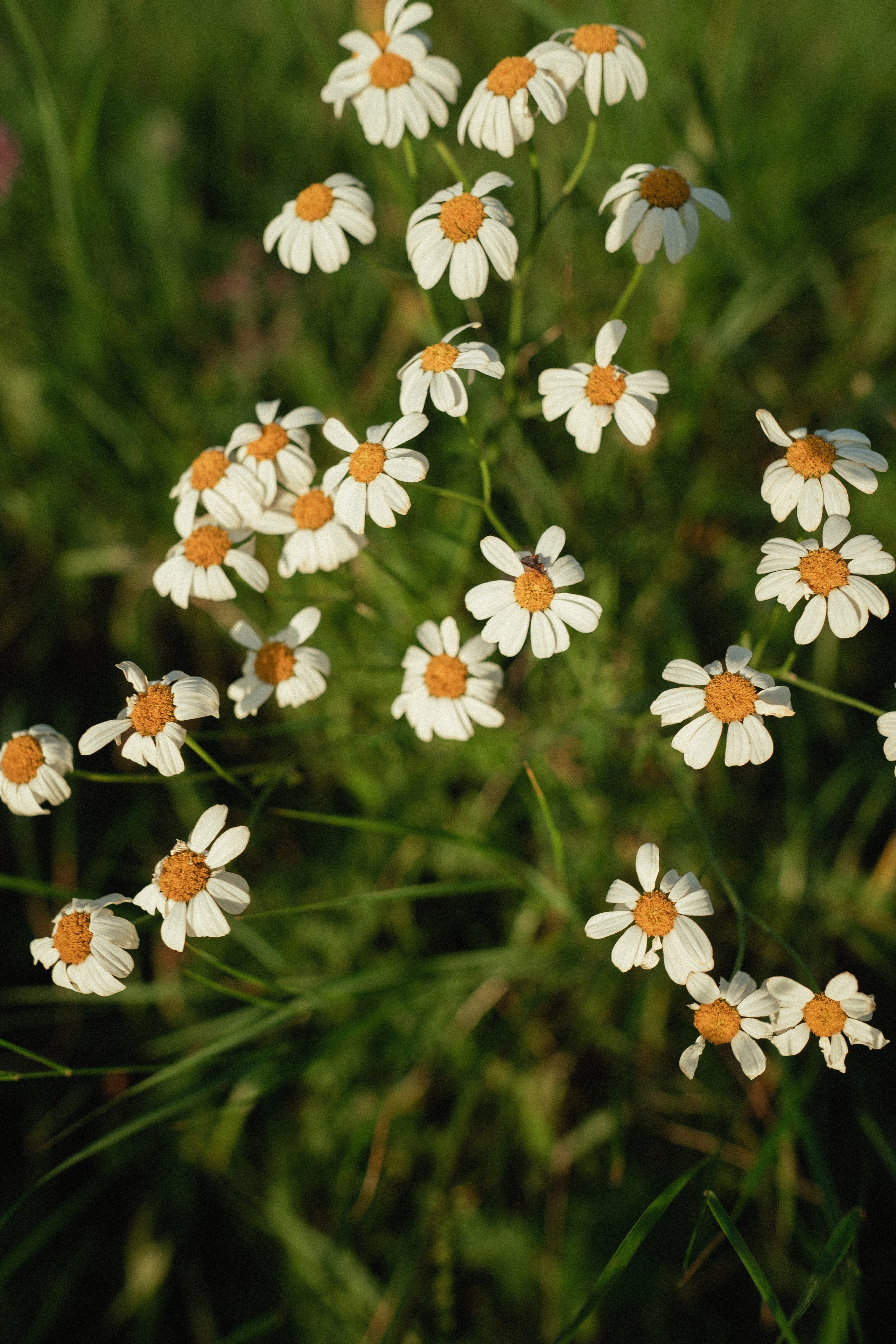 СашаЭльдар. Портретный и семейный фотограф в Пятигорске Кутырева Ксения