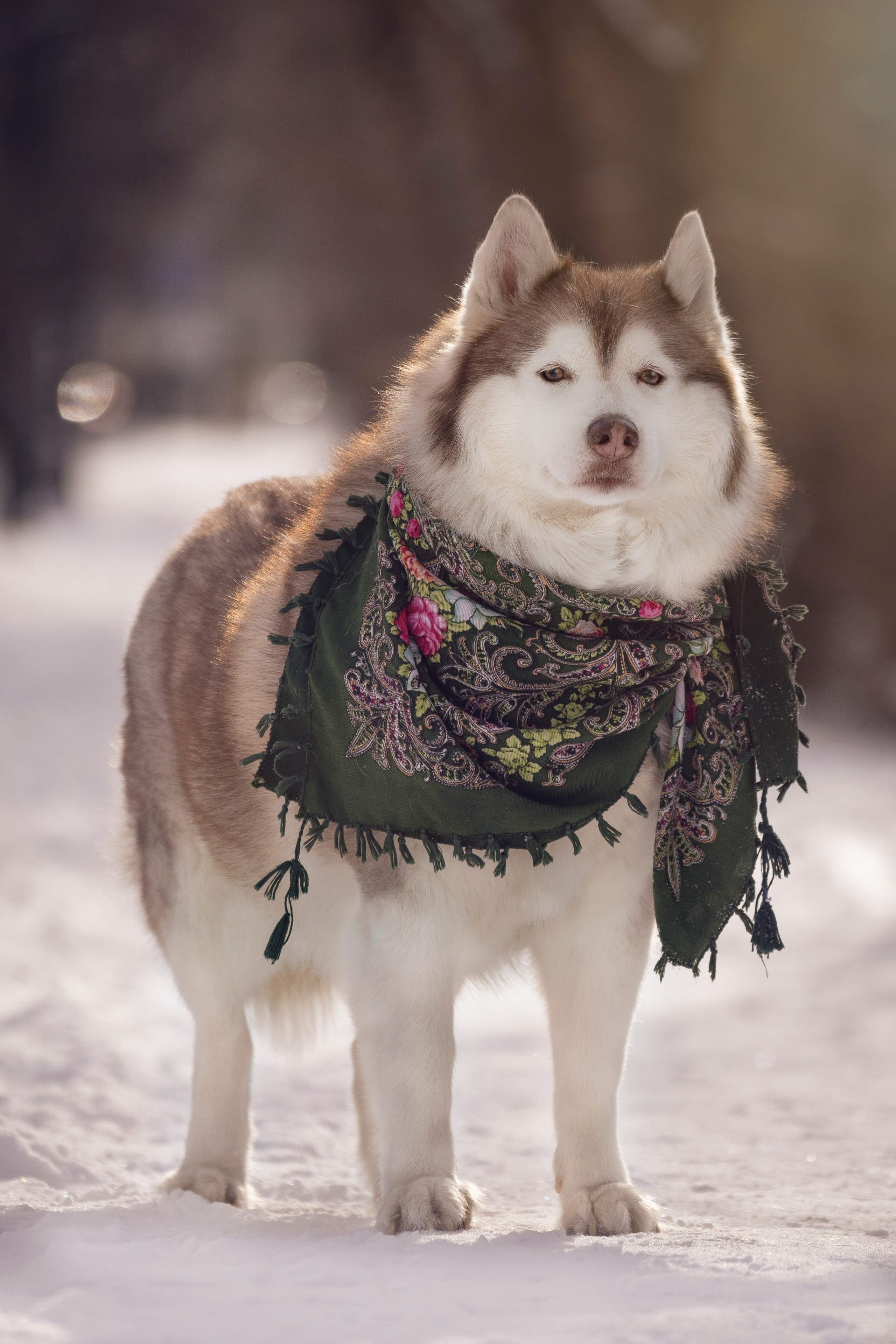 Собаки на улице. Slavilada-Лапки. Свет. Любовь… Профессиональная фотосессия питомцев Для памяти, пристройства и продажи. Хабаровск