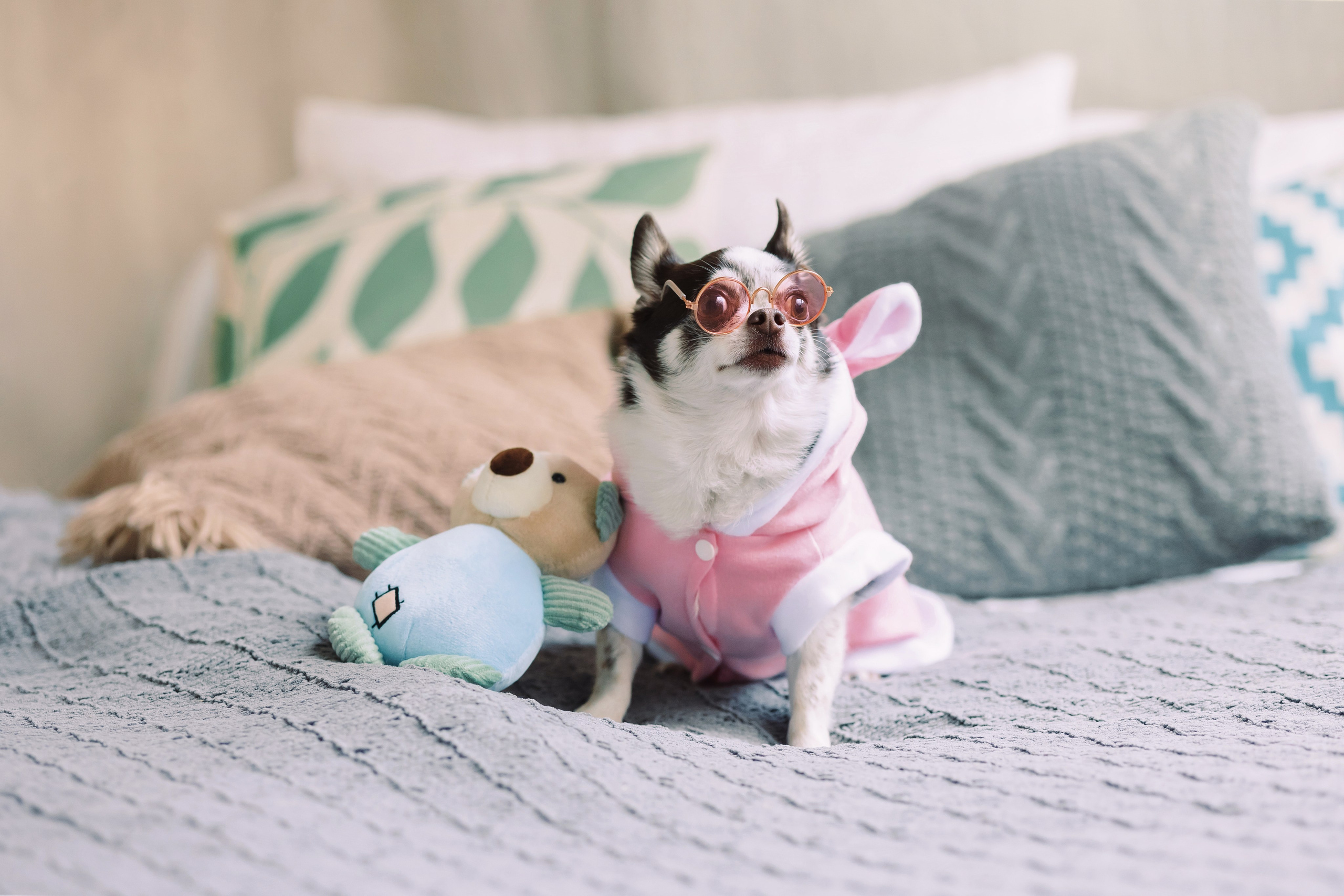 Магазин Friend of mine. Фотограф-анималист Елена Радченко, Москва