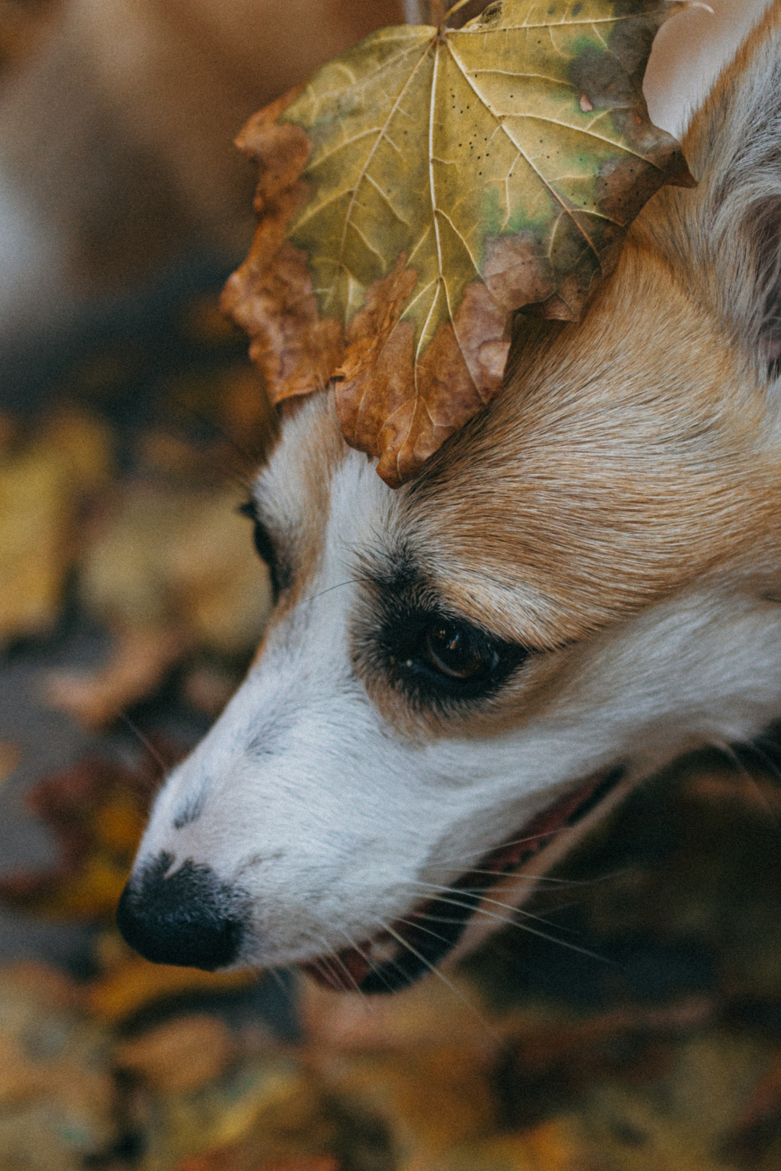 Даша, Рома и Лесли. Фотораф — анималист Мария Шистка