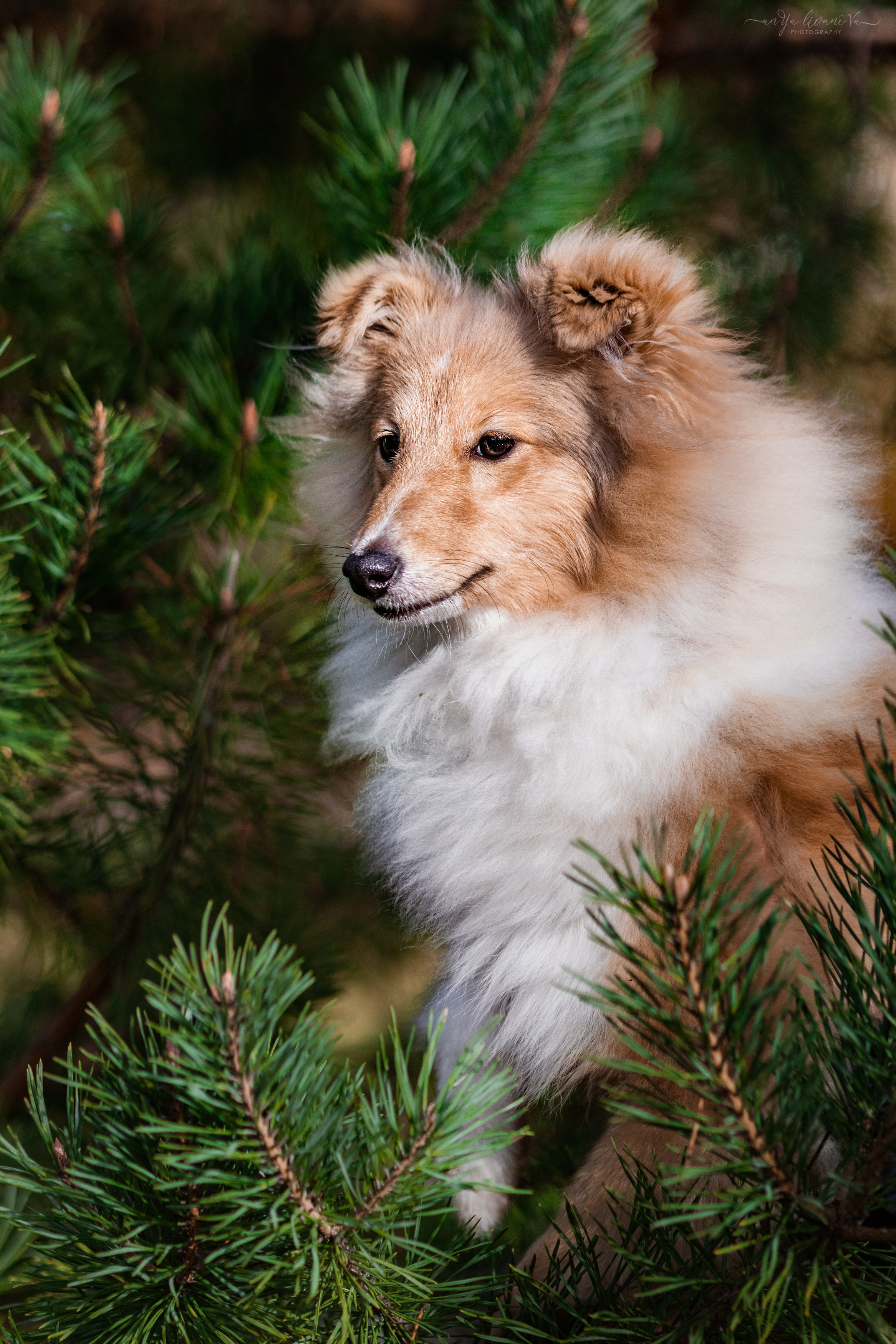 Бетти. Фотограф анималист Аня Ливанова | Рыбинск