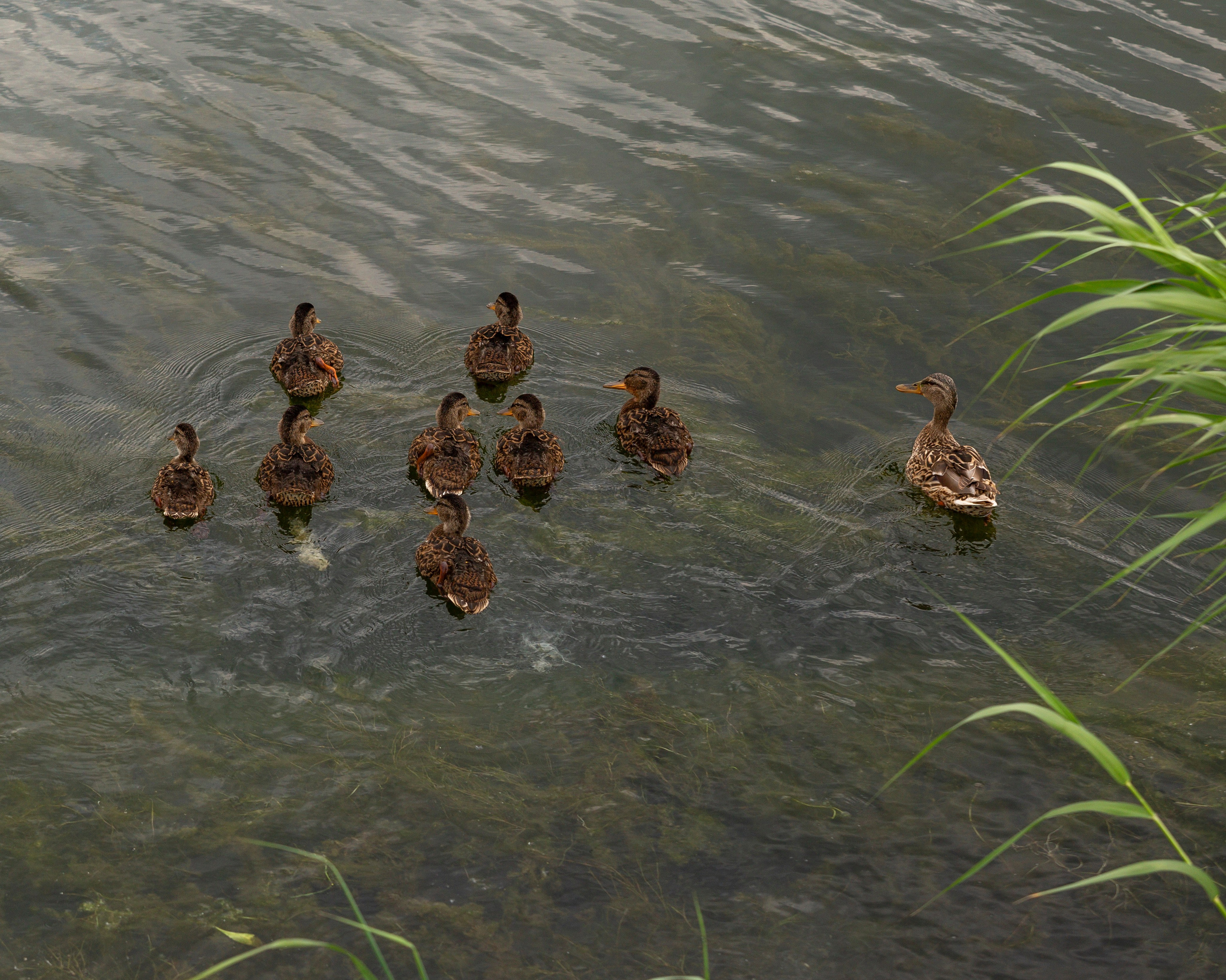 64-я Большая Московская Регата. Кубок сильнейших спортсменов.2025. Репортажный фотограф в Москве