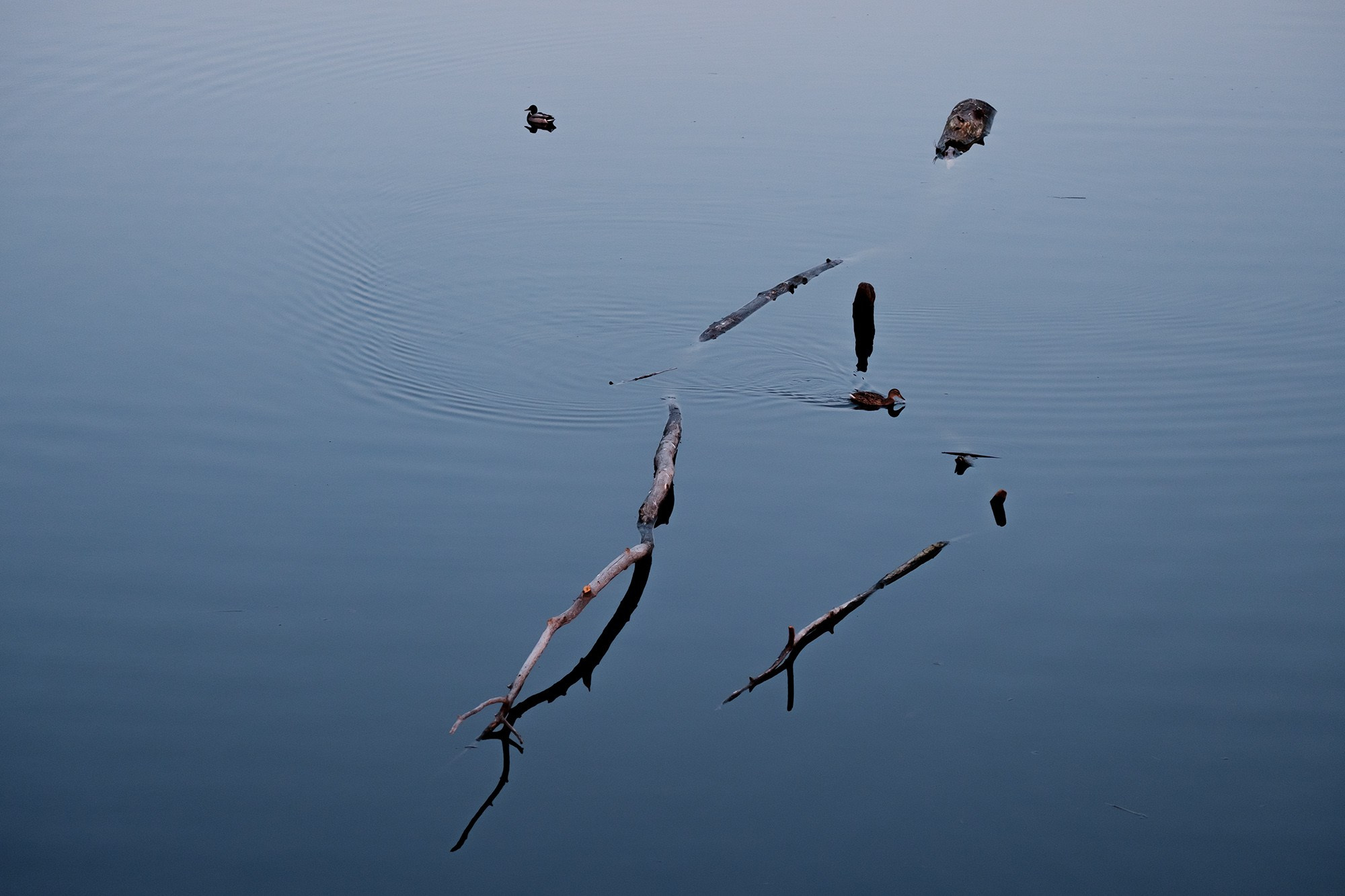 Природа. Фотограф в городе Каменск-Уральский — Метелёв Андрей