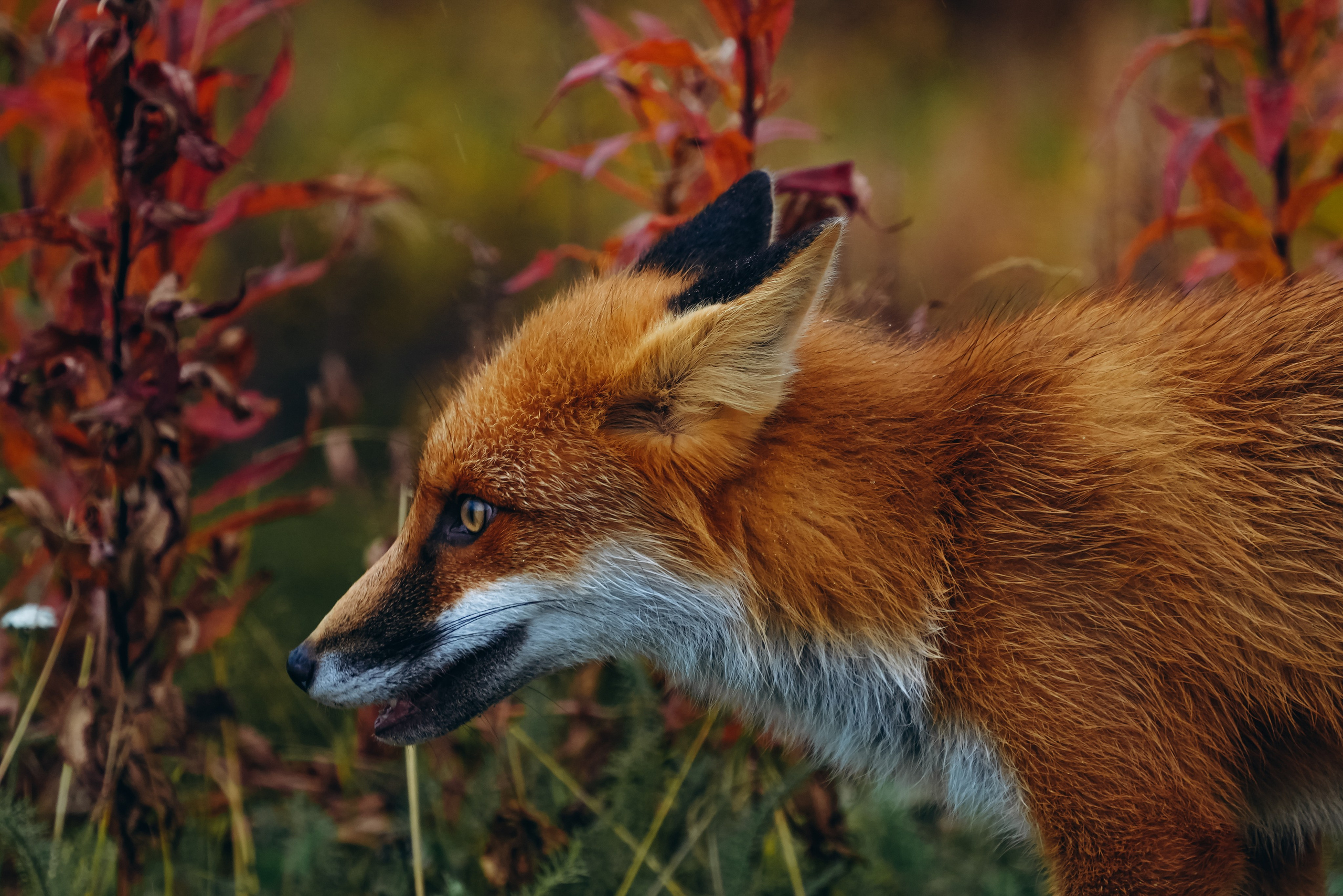СЕВЕР. Event фотограф Степанова Александра