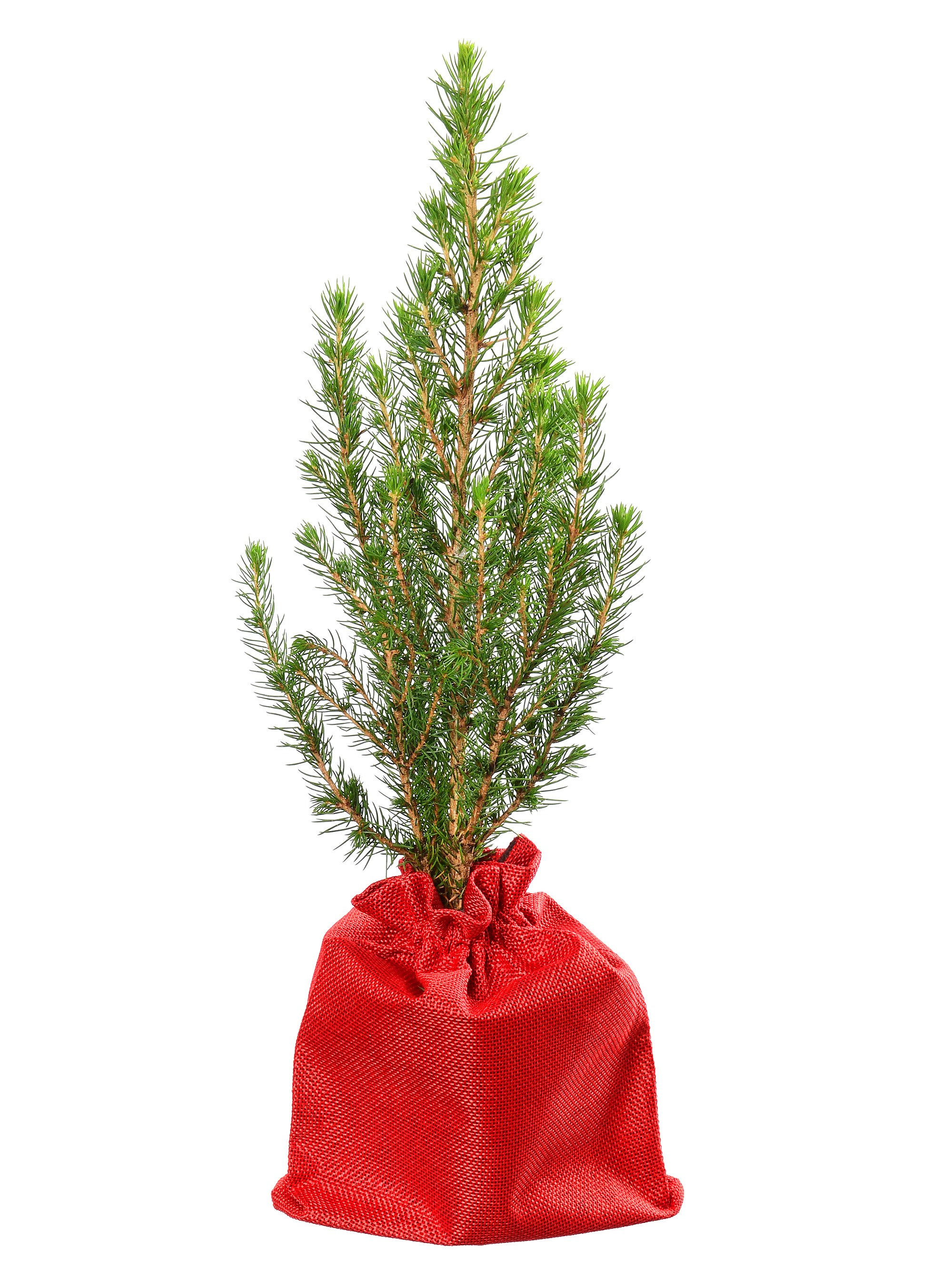 ель кипарисовик коника