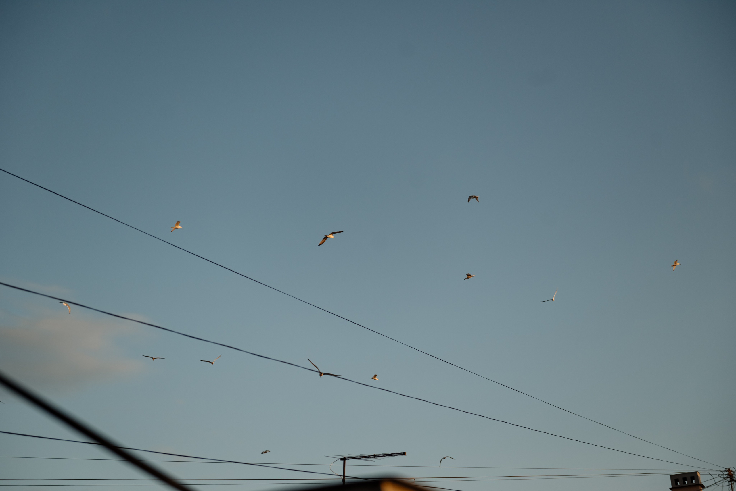 Любовь на крыше. Свадебный и сеейный фотограф в Санкт-Петербурге Елена Худякова