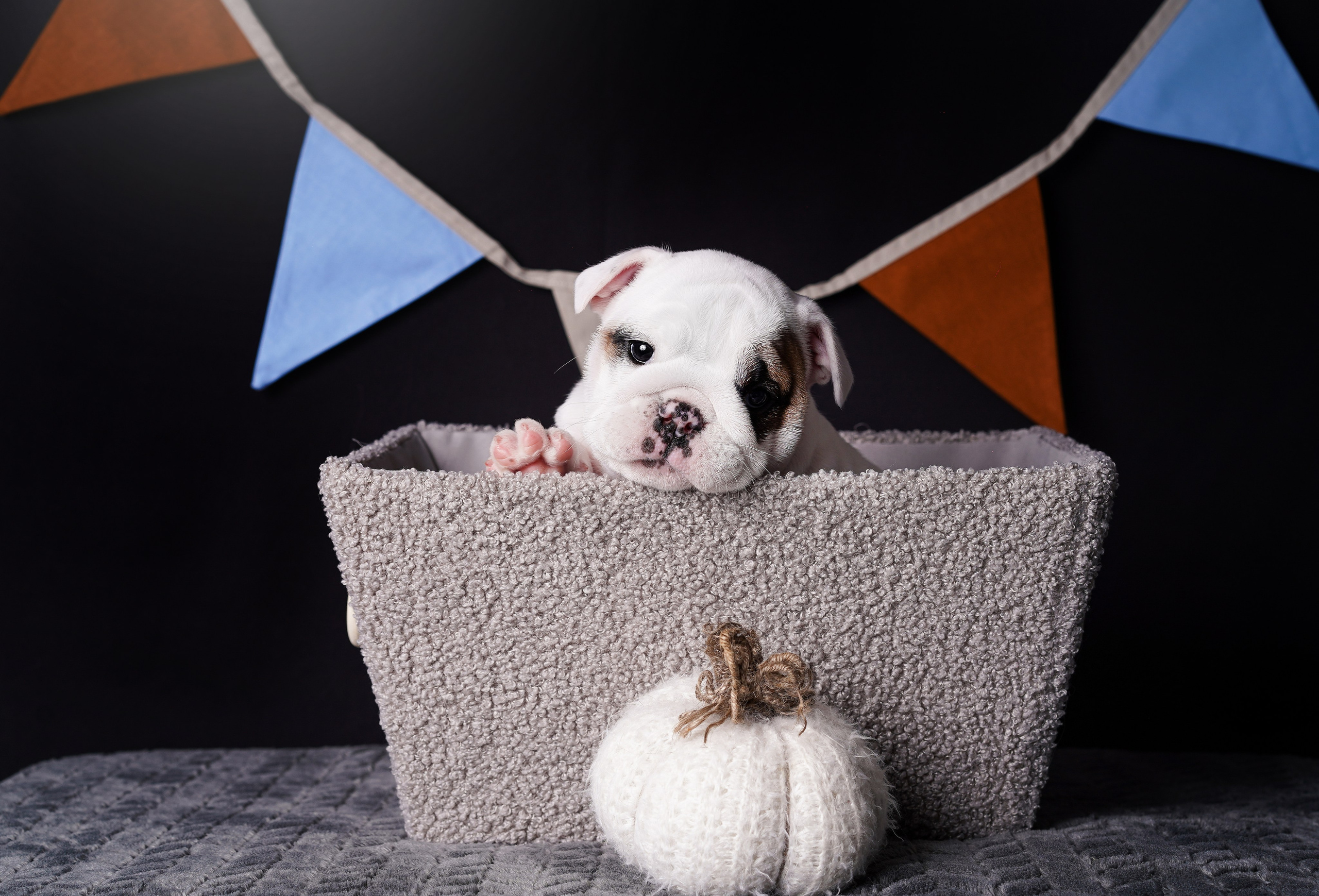 Щенки бульдога. Фотограф-анималист в Санкт-Петербурге Яна Мартынова