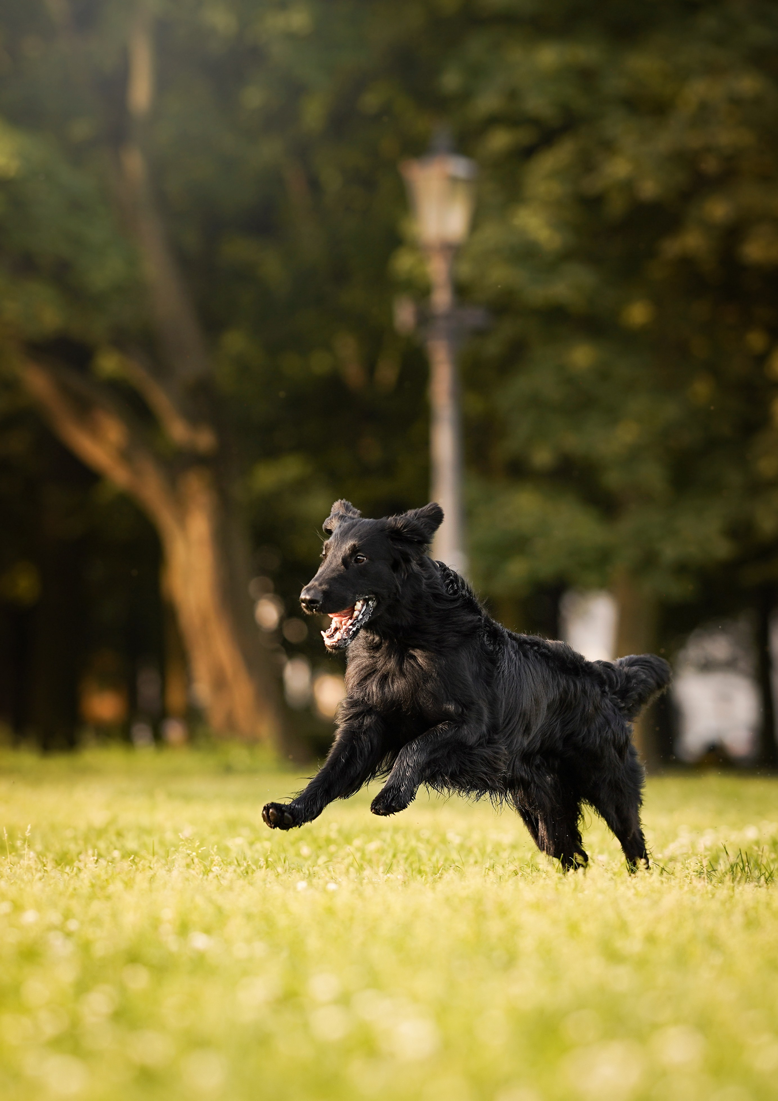 Анна и Мустик. Фотограф-анималист в Санкт-Петербурге Яна Мартынова