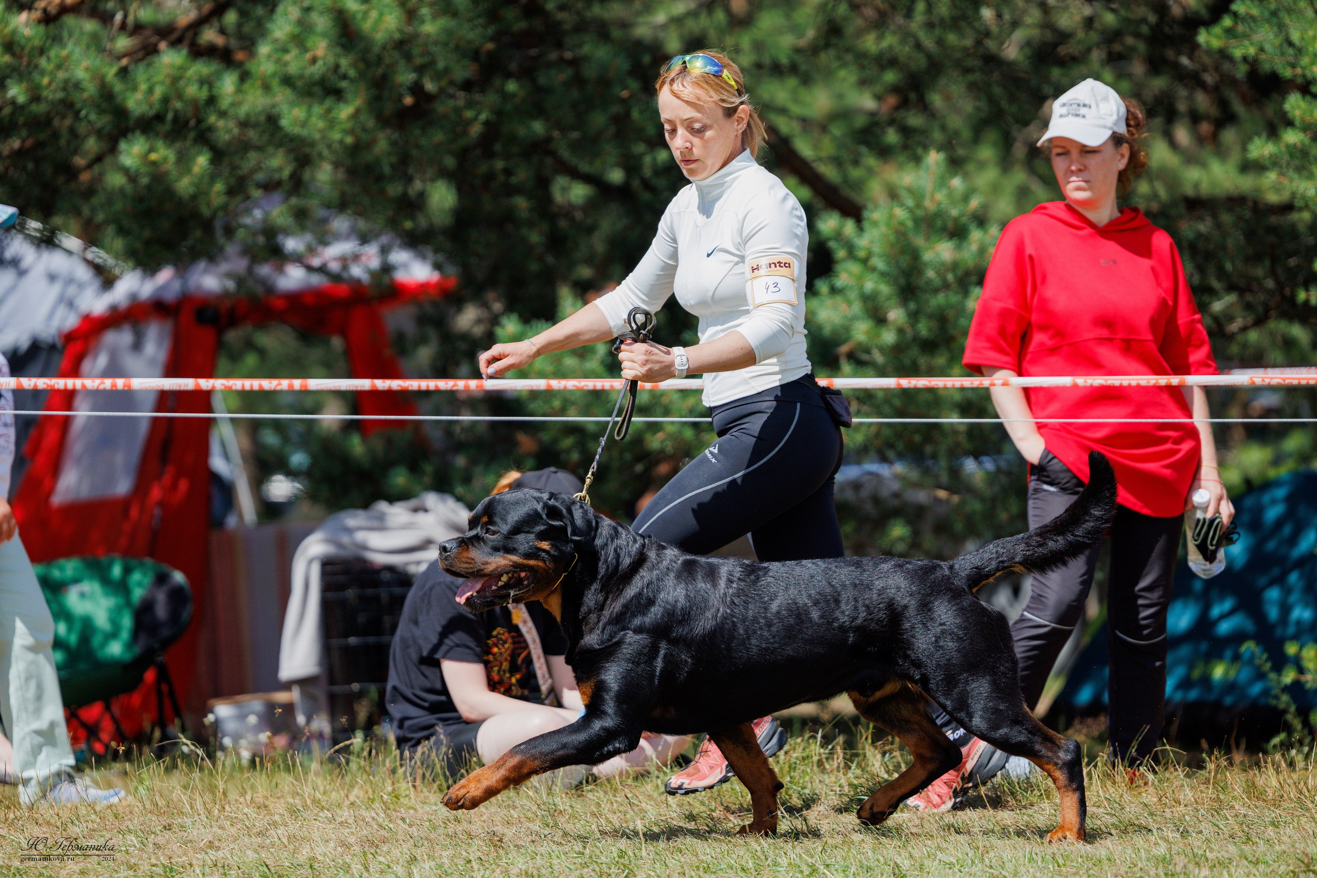 ПК и КЧК ротвейлеры Тверь 6-7.07.2024. Фотограф-анималист Юлия Германика