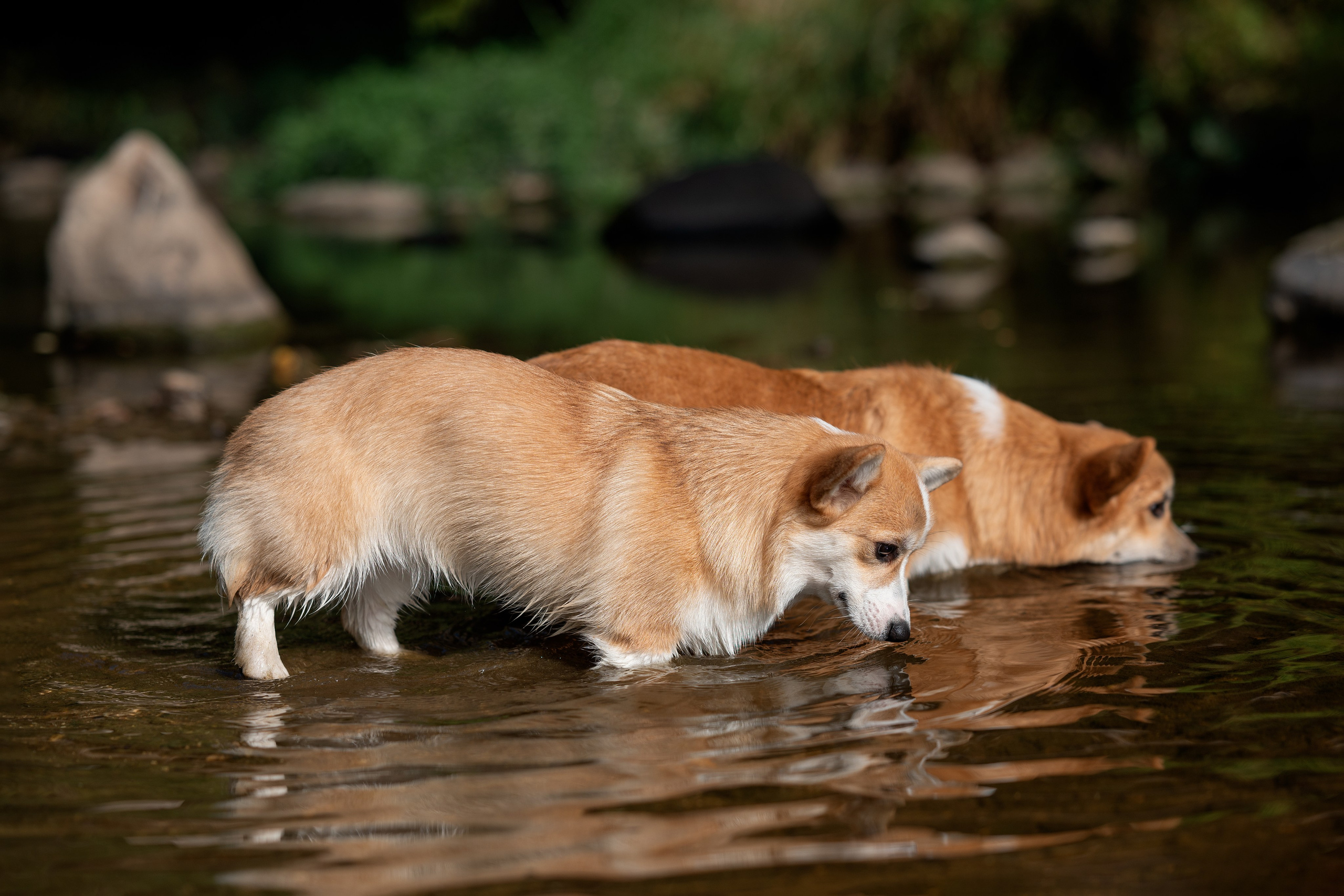Заводчик Ольга Кушкина. Творческий фотограф Вологда
