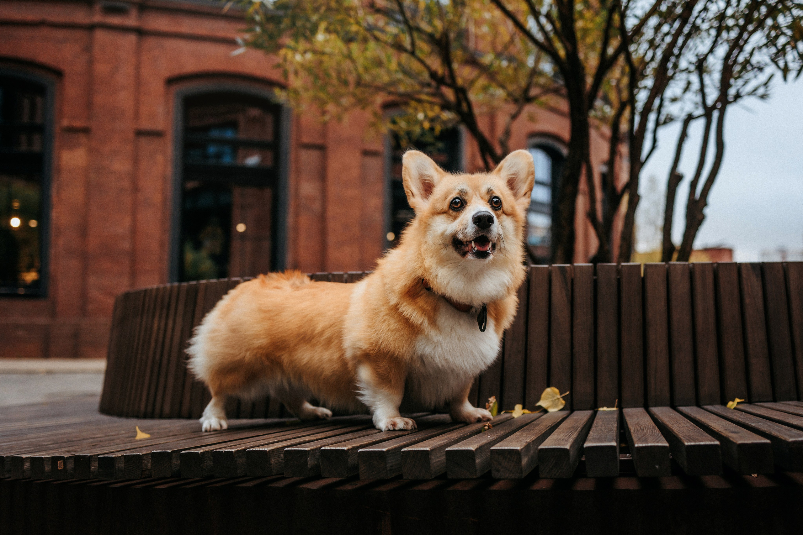 Вера, Саша и Муна. Фотограф-анималист Елена Радченко, Москва