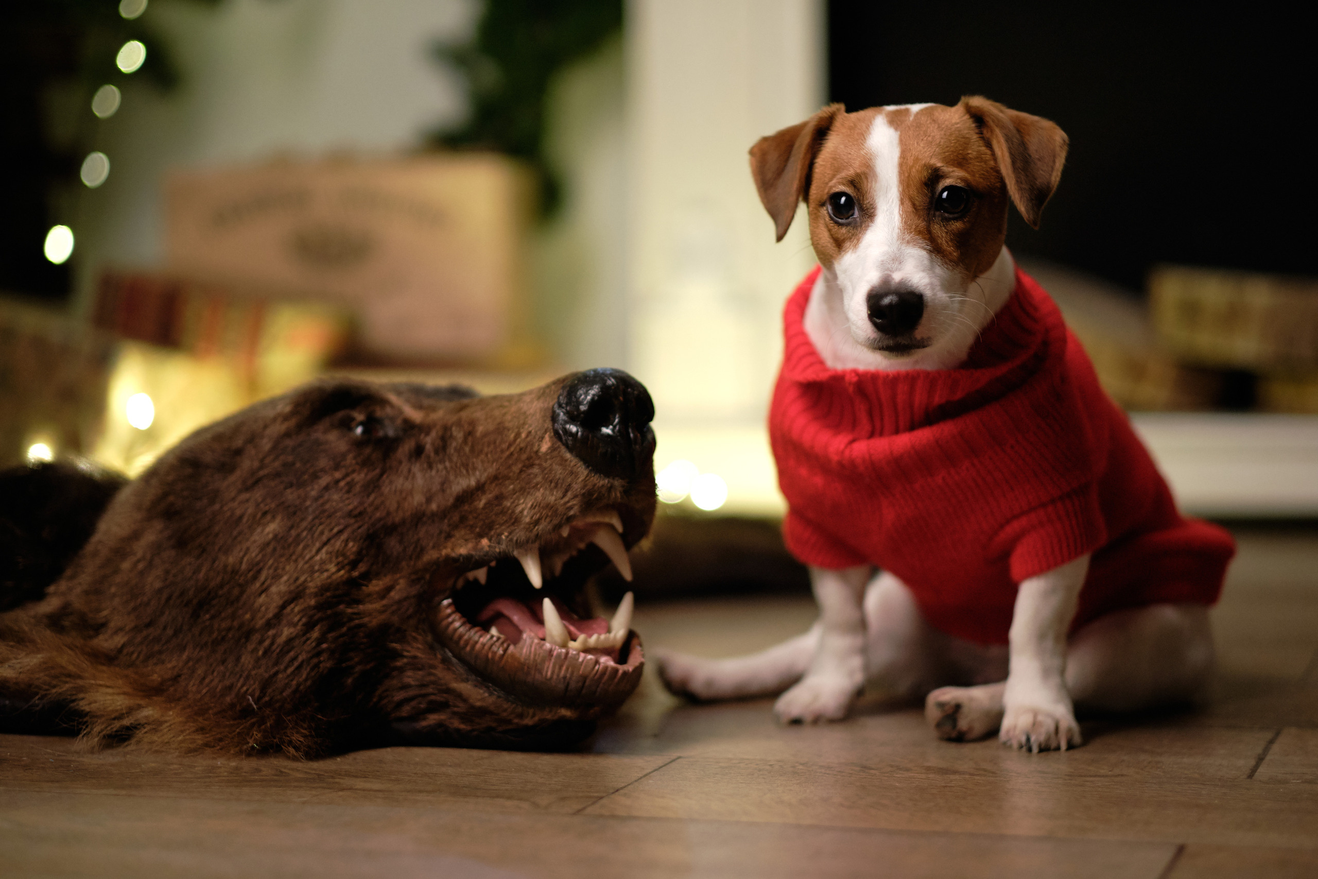 С собакой. Свадебный и семейный фотограф Москва, Звенигород, Одинцово, Можайск,