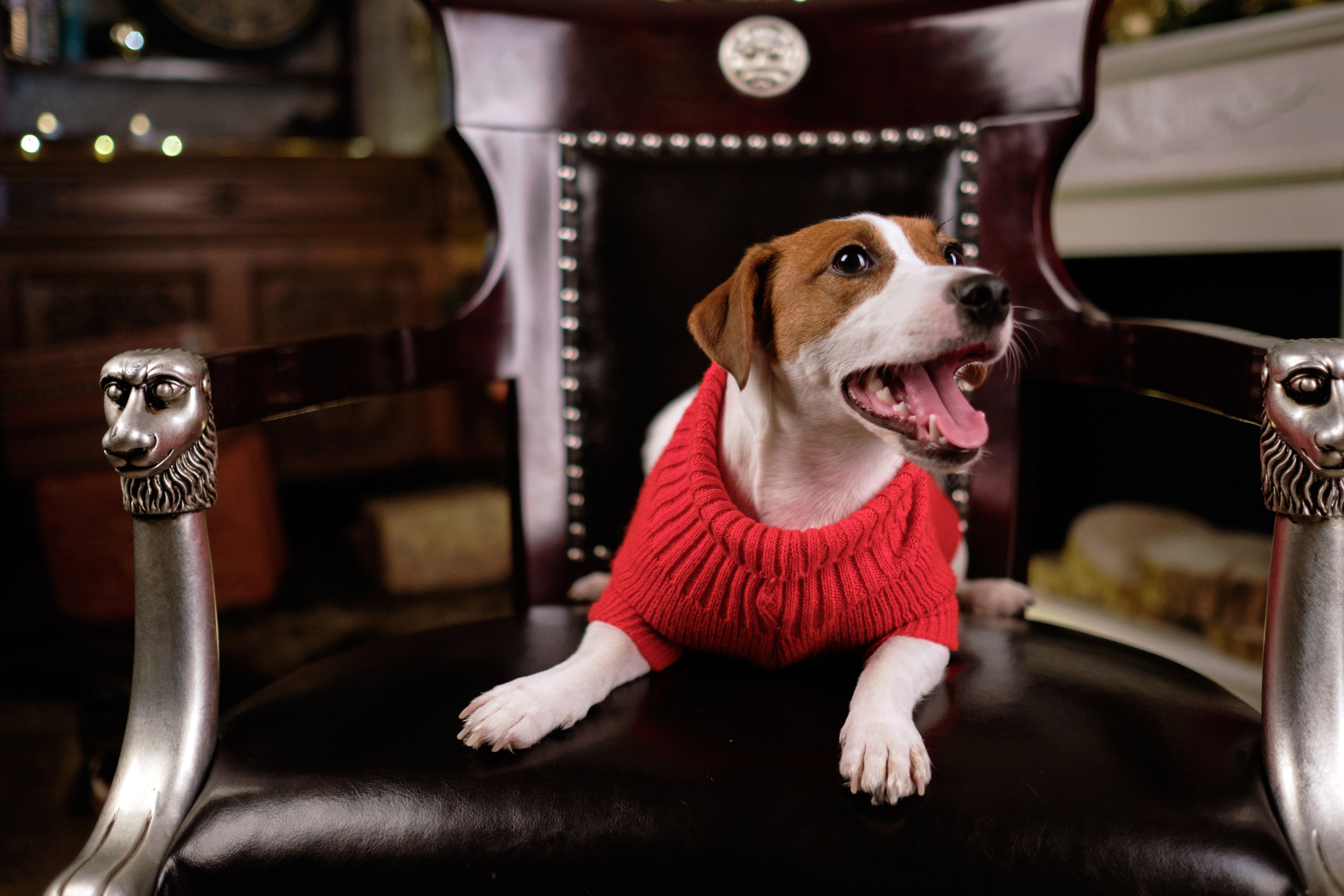 С собакой. Свадебный и семейный фотограф Москва, Звенигород, Одинцово, Можайск,