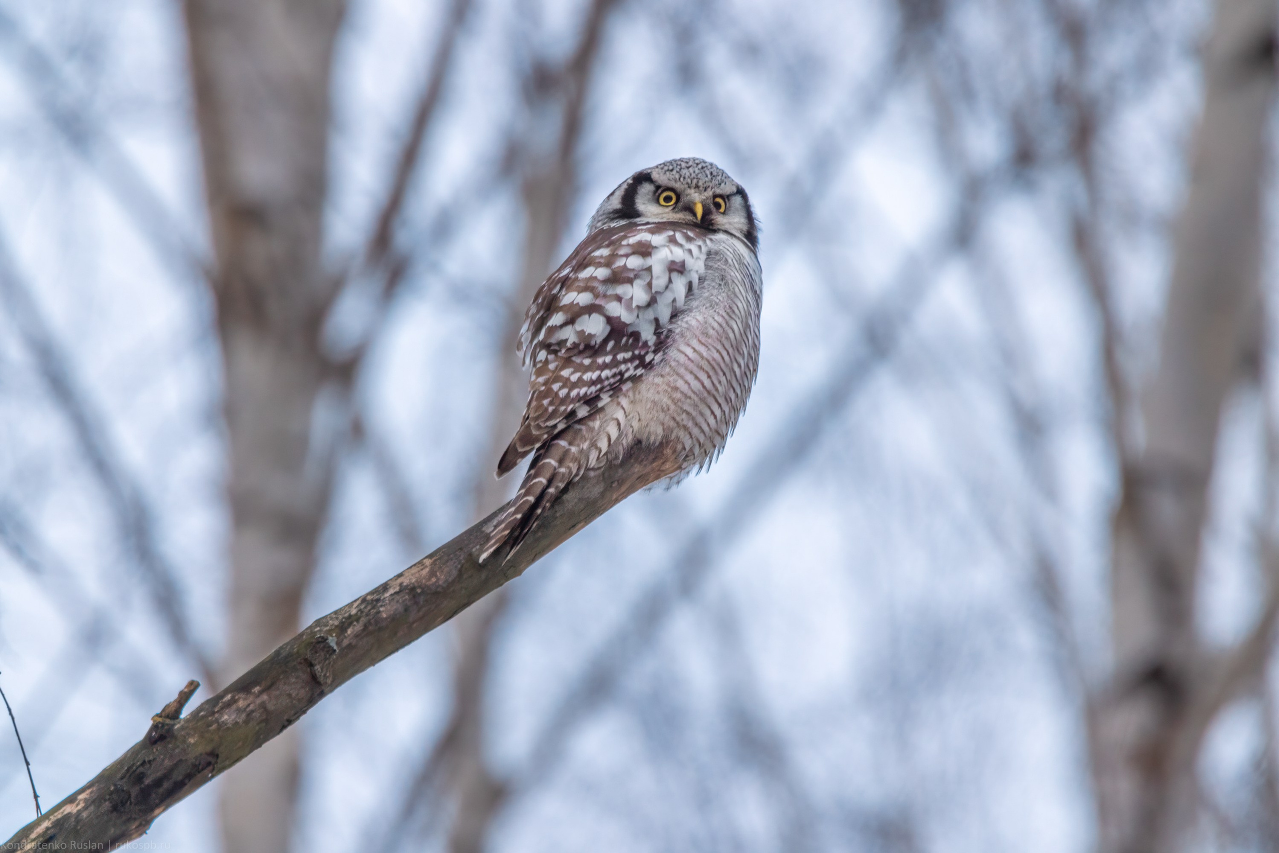 Ястребиная сова. Архитектурный и пейзажный фотограф Кондратенко Руслан, Санкт-Петербург