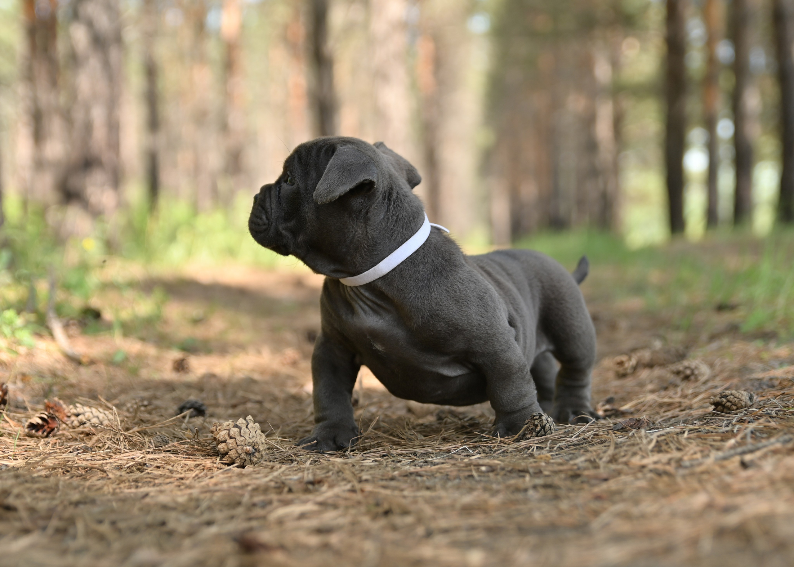 Свободные щенки Американский Булли в Иркутске. Питомник собак Иркутск