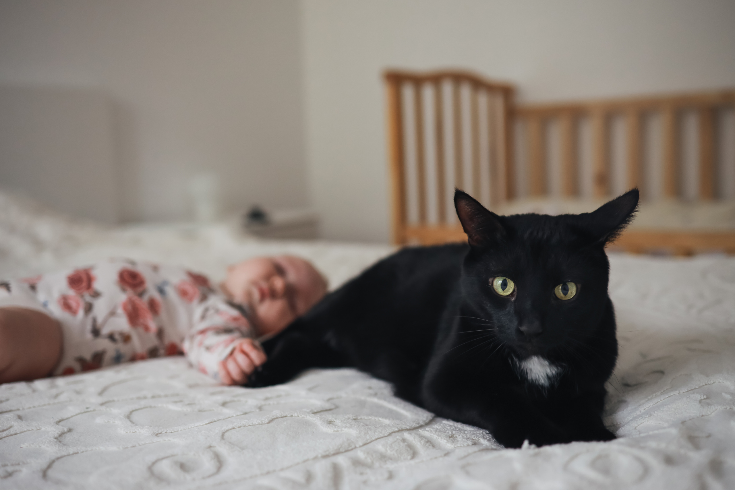 младенец и кот