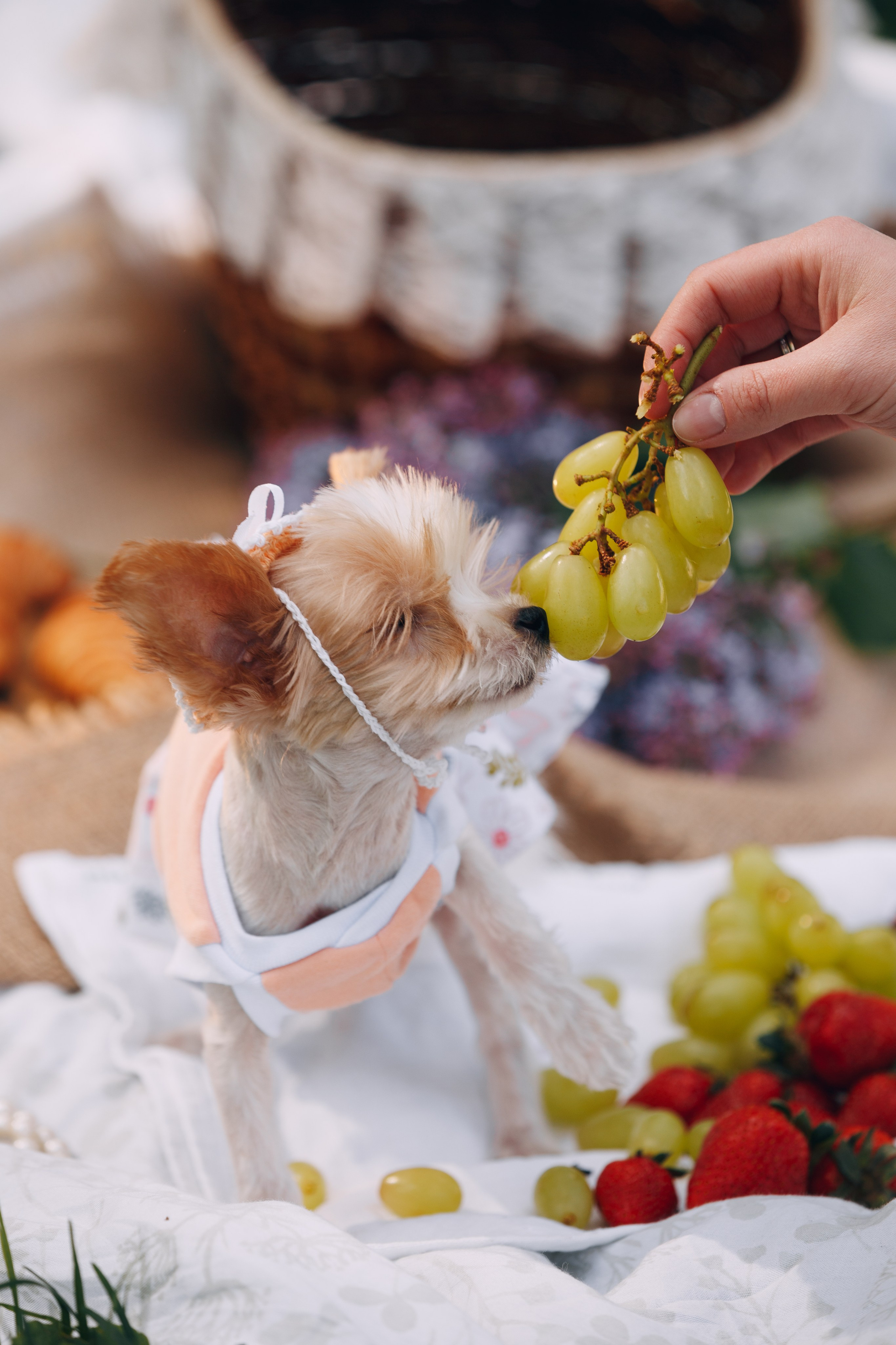 Оля, Патрик, Мейли и Джонни. Фотограф анималист Кристина Карпова, Москва