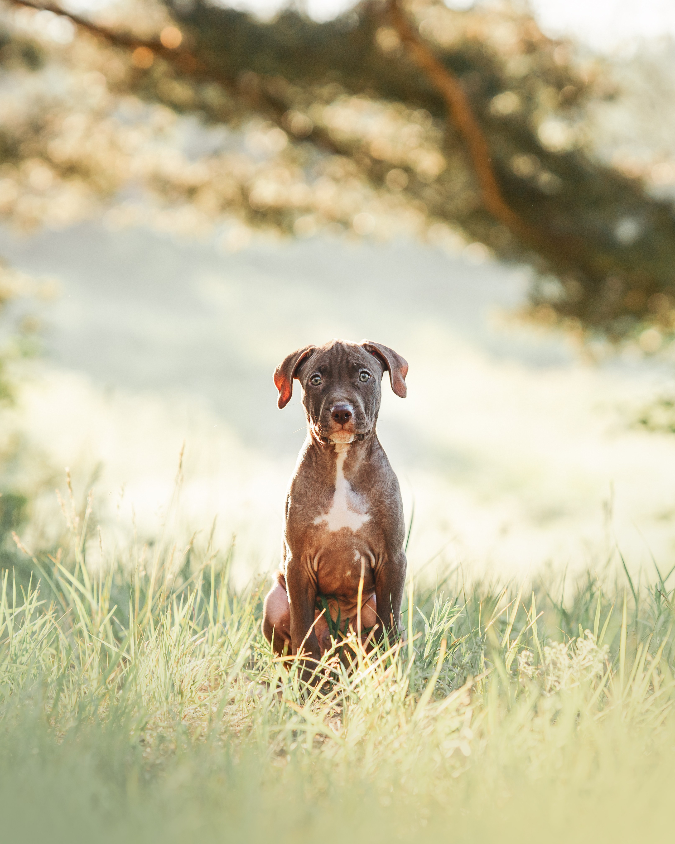 АПБТ. Фотограф анималист Осипчикова Мария
