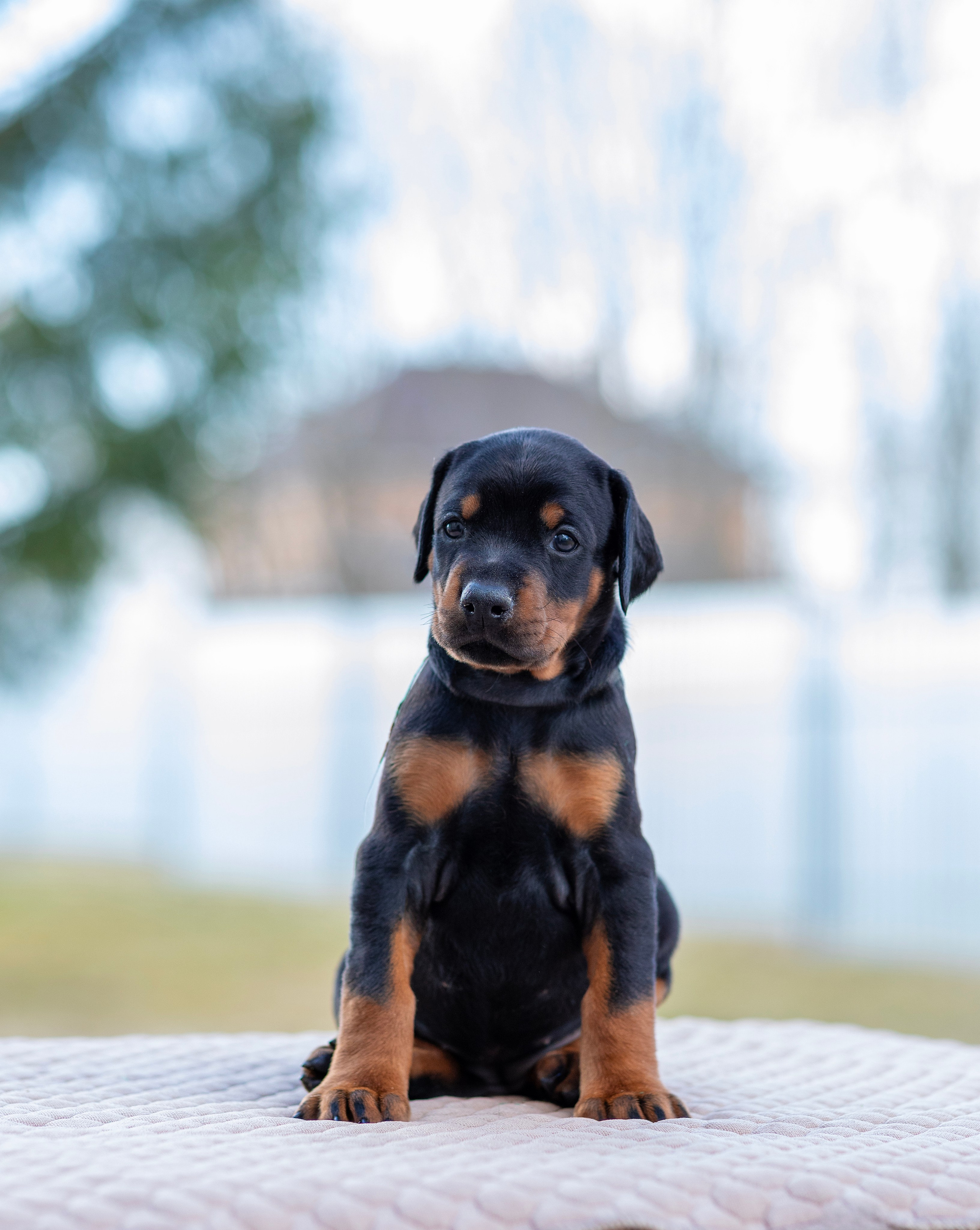 Доберман. Фотограф — анималист Татьяна Ли