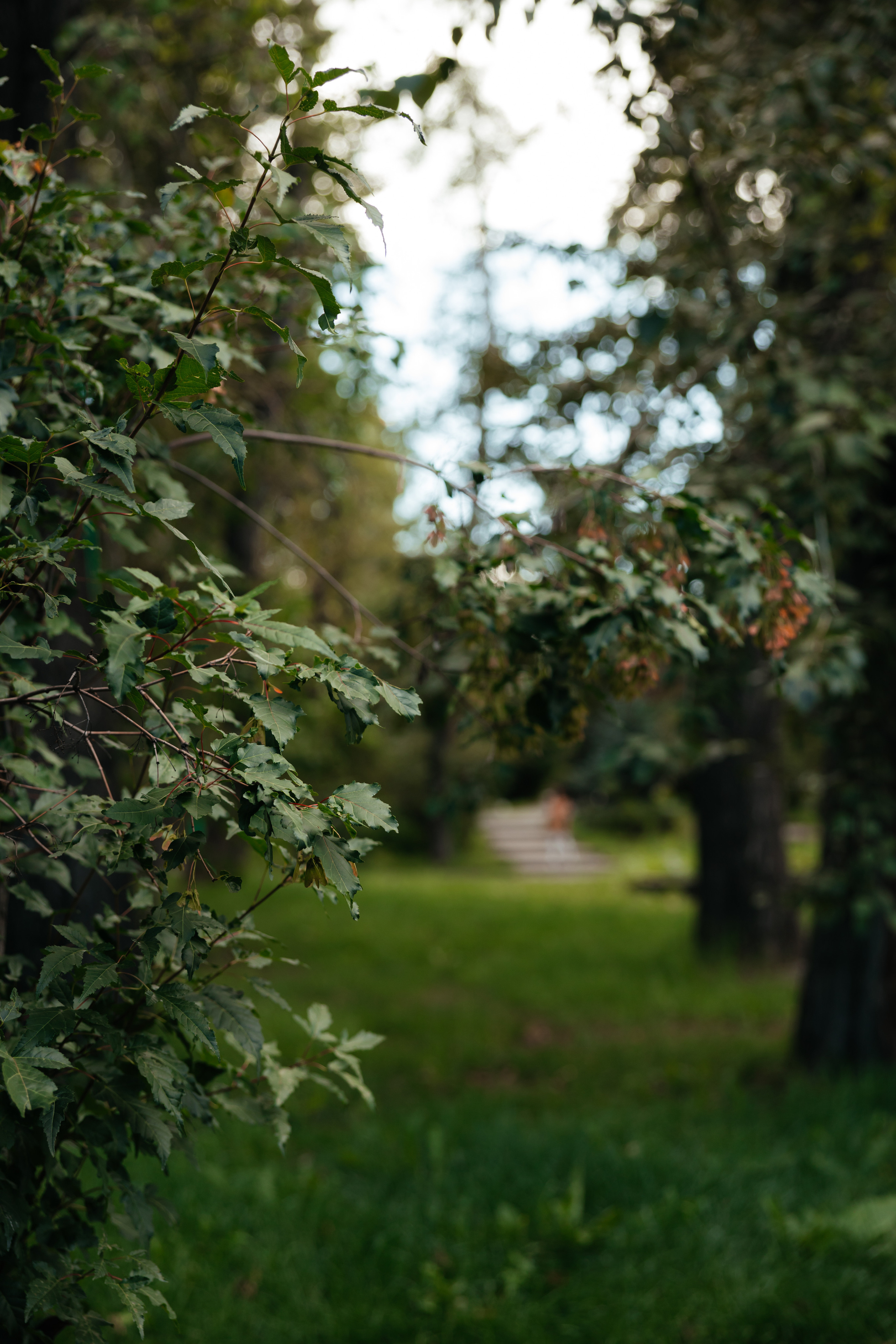 Алла и Саша. Свадебный и семейный фотограф Анна Печенкина
