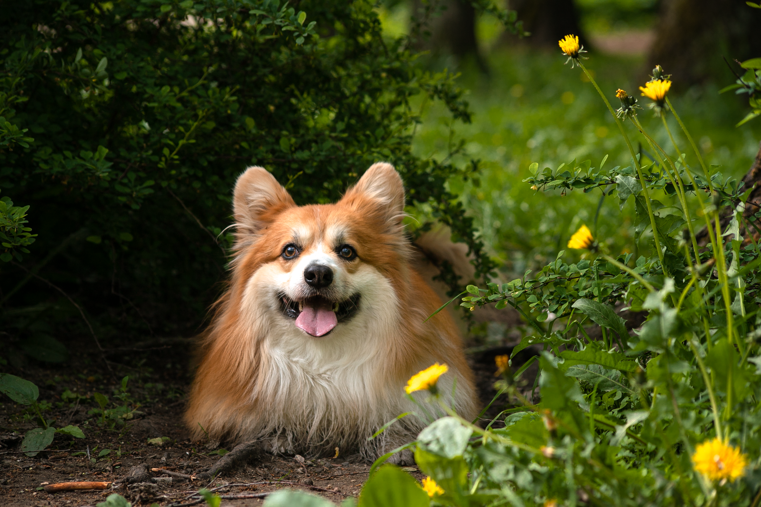 Фотосессия корги. Художественный фотограф в Санкт-Петербурге Елизавета Чева