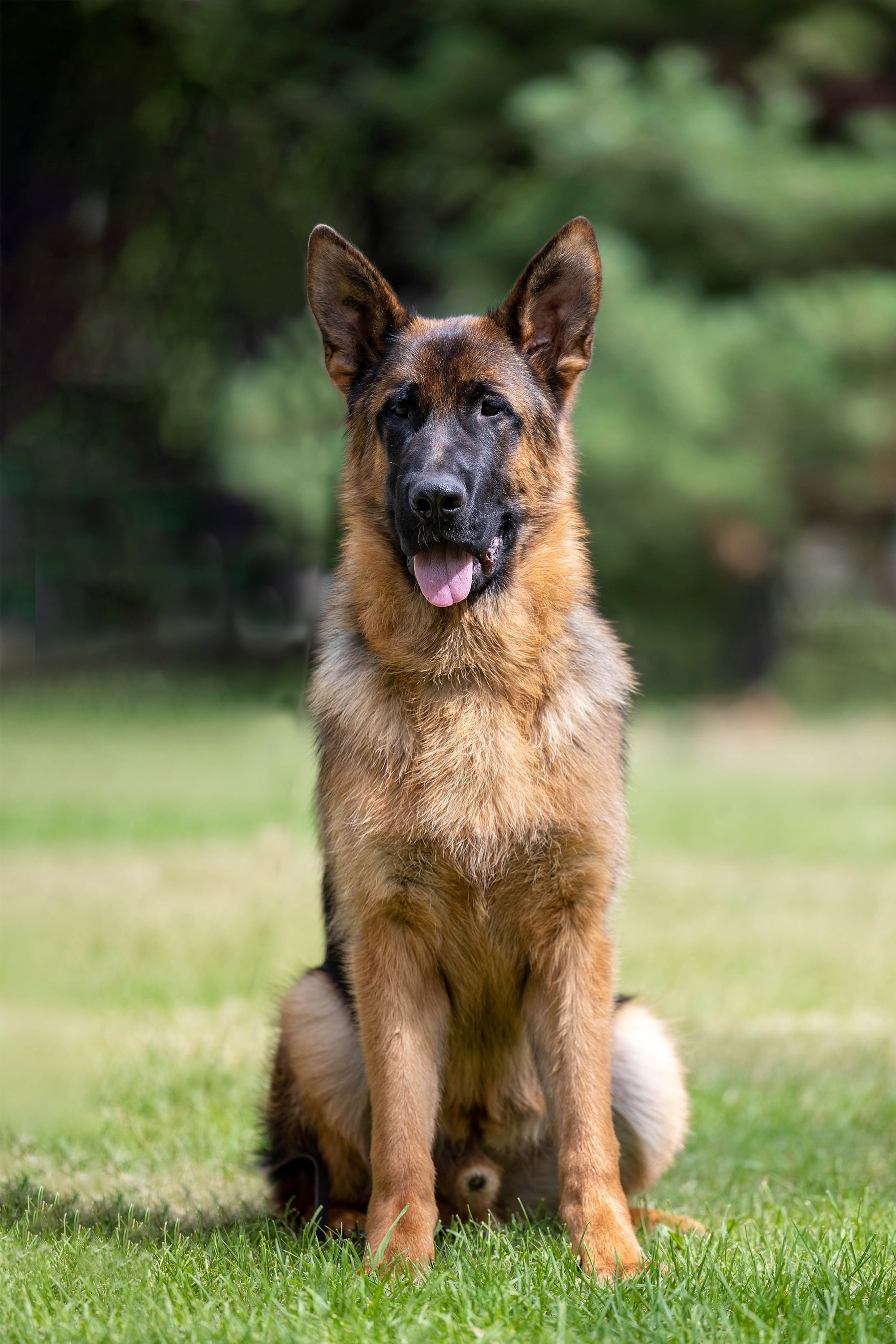 Заринговая съёмка на выставках собак. Фотограф-анималист в Омске Екатерина Маричева