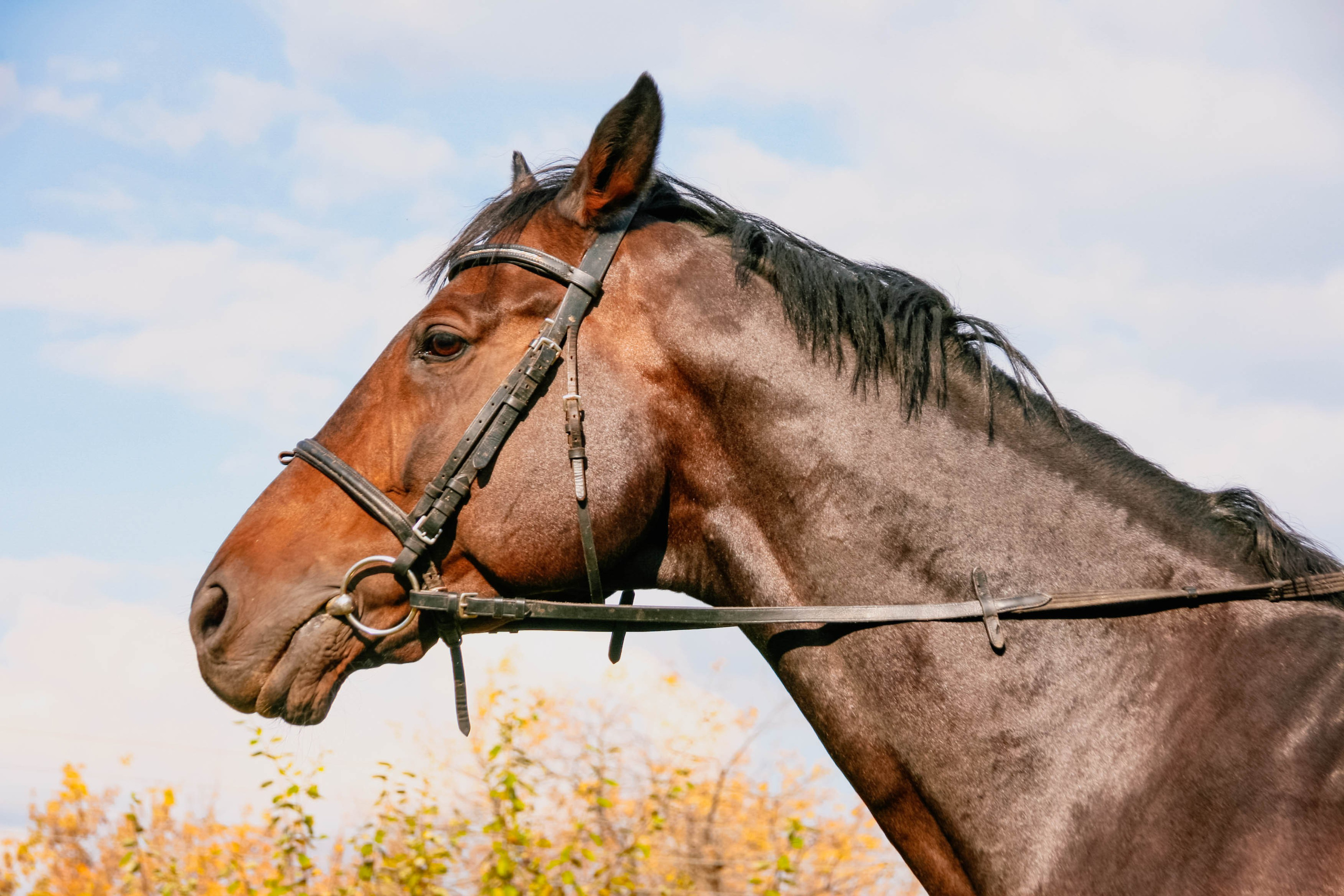 Алёна и Даша на лошади. Фотограф Пермь. Фотосессия в фотостудии Перми и на свежем воздухе
