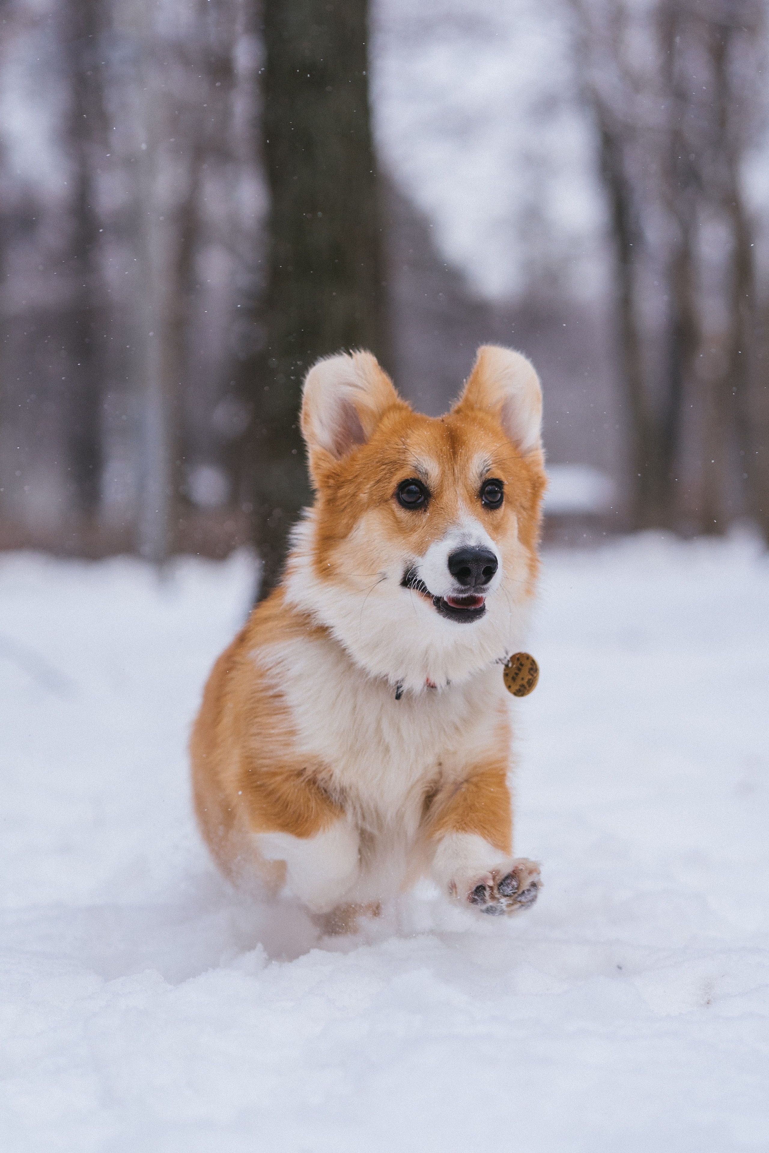 Агата и Лайк. Свадебный фотограф в Москве Анна Полушина
