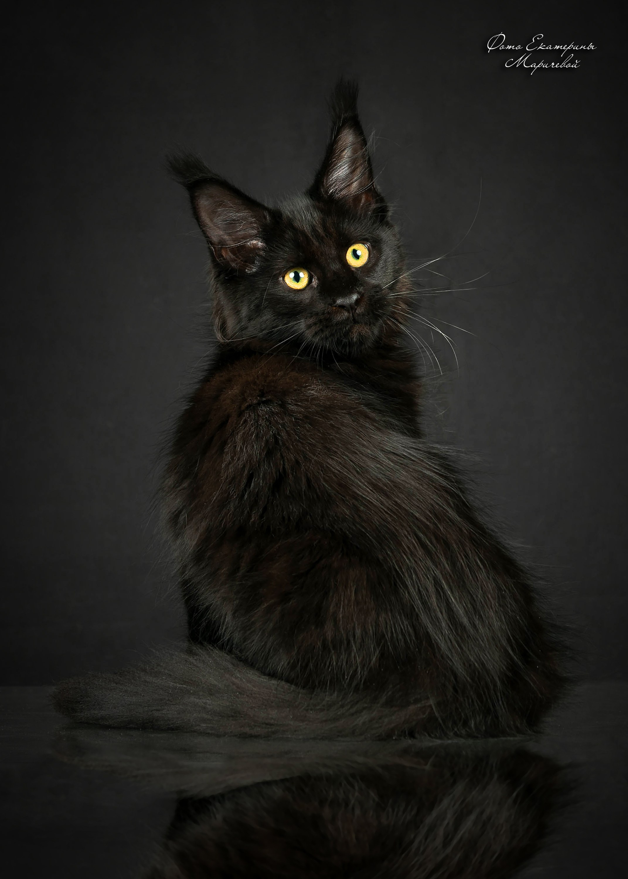 Стендовая съёмка на выставках кошек. Фотограф-анималист в Омске Екатерина Маричева