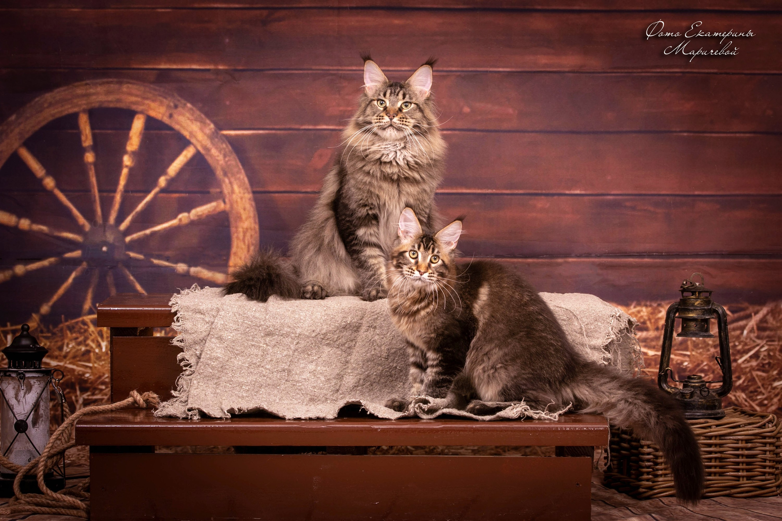 Тематические фоны с рисунком. Фотограф-анималист в Омске Екатерина Маричева