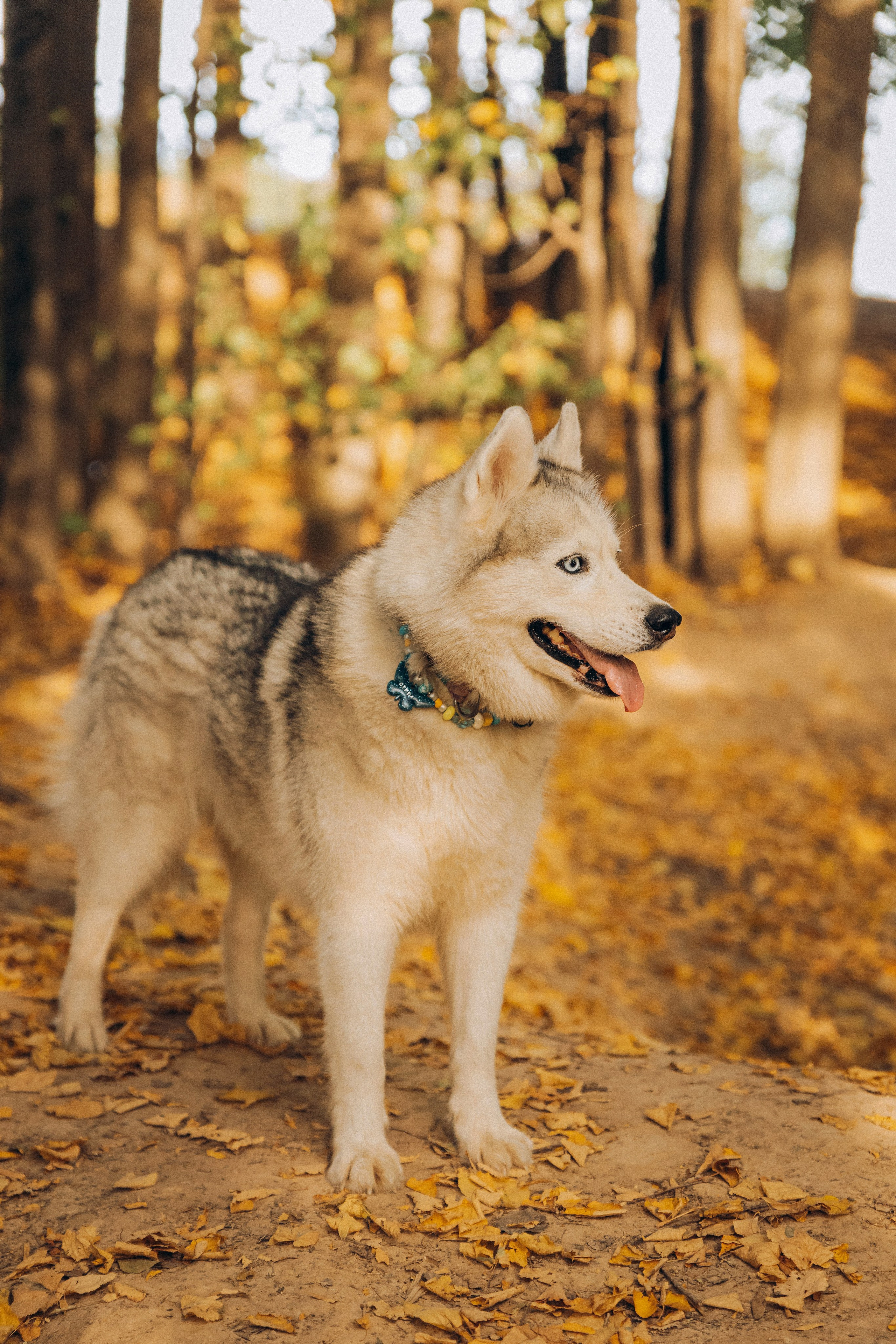 Лена, Дима и Гордей. Семейный фотограф В Москве Александра Дейкун
