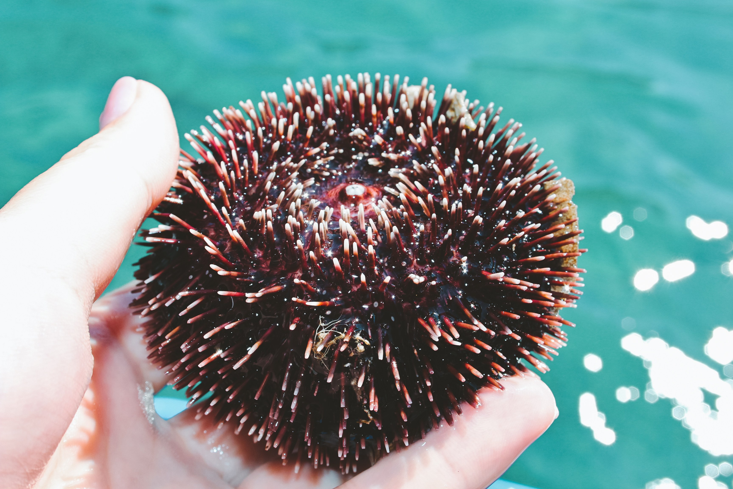 Хорватия: Долорес. Дарья Письменюк / Darya Leitstern — фотограф, музыкант, журналист, путешественник