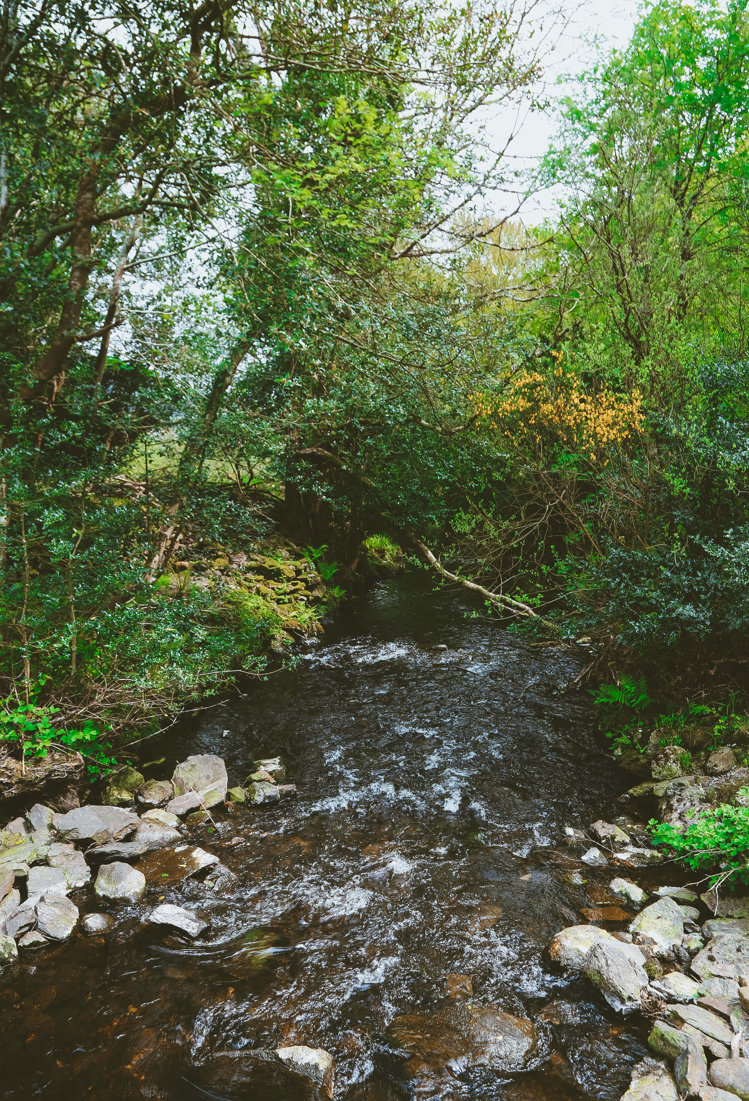 Ирландия: Горы Уиклоу. Дарья Письменюк / Darya Leitstern — фотограф, музыкант, журналист, путешественник