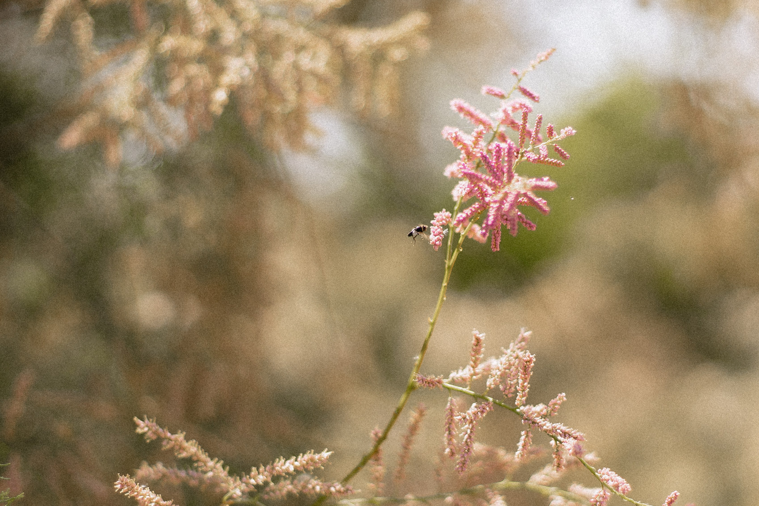 ДАША. Семейный и свадебный фотограф в Волгограде Наталья Орина
