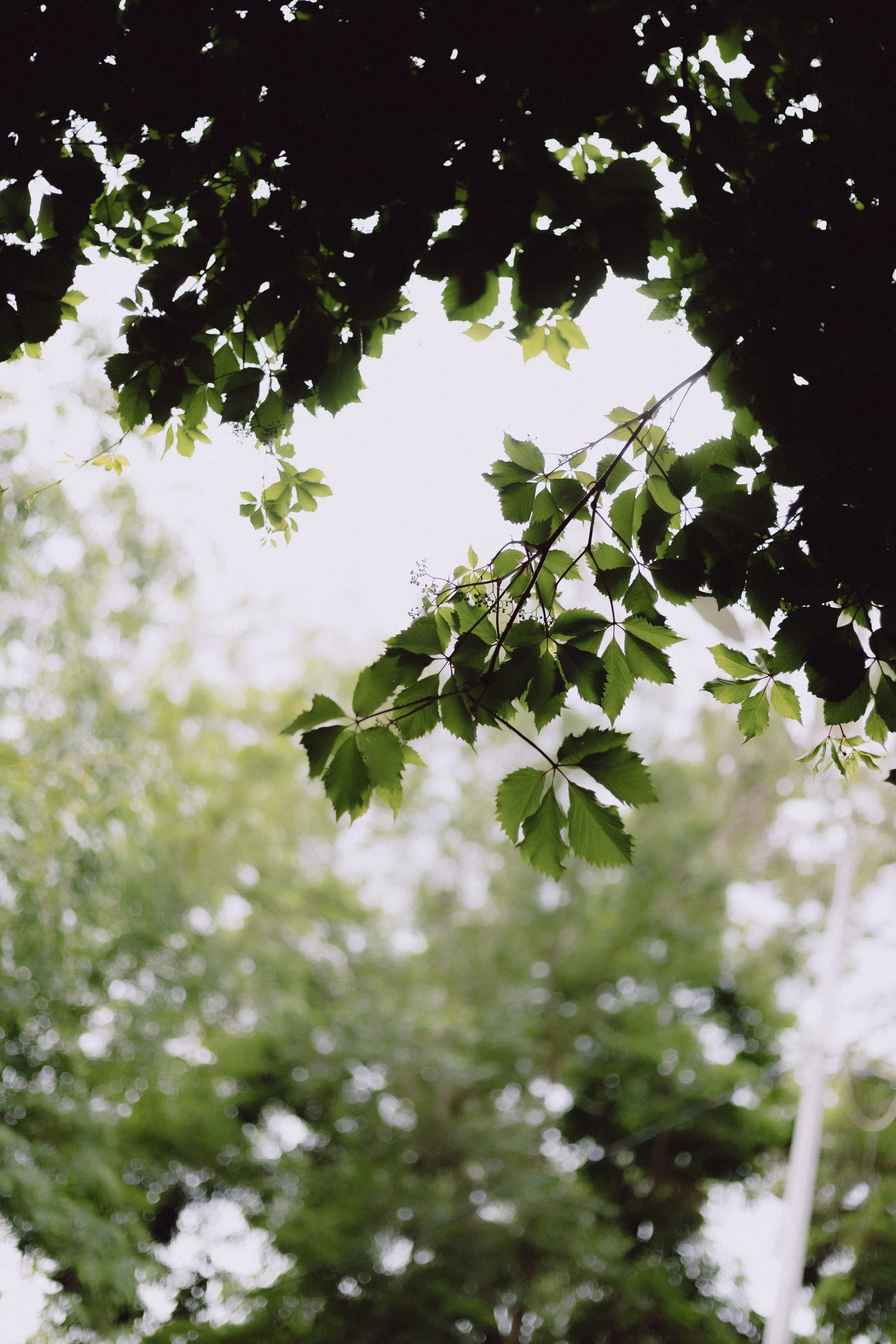 АЛИНА И ДИОН. Семейный и свадебный фотограф в Волгограде Наталья Орина