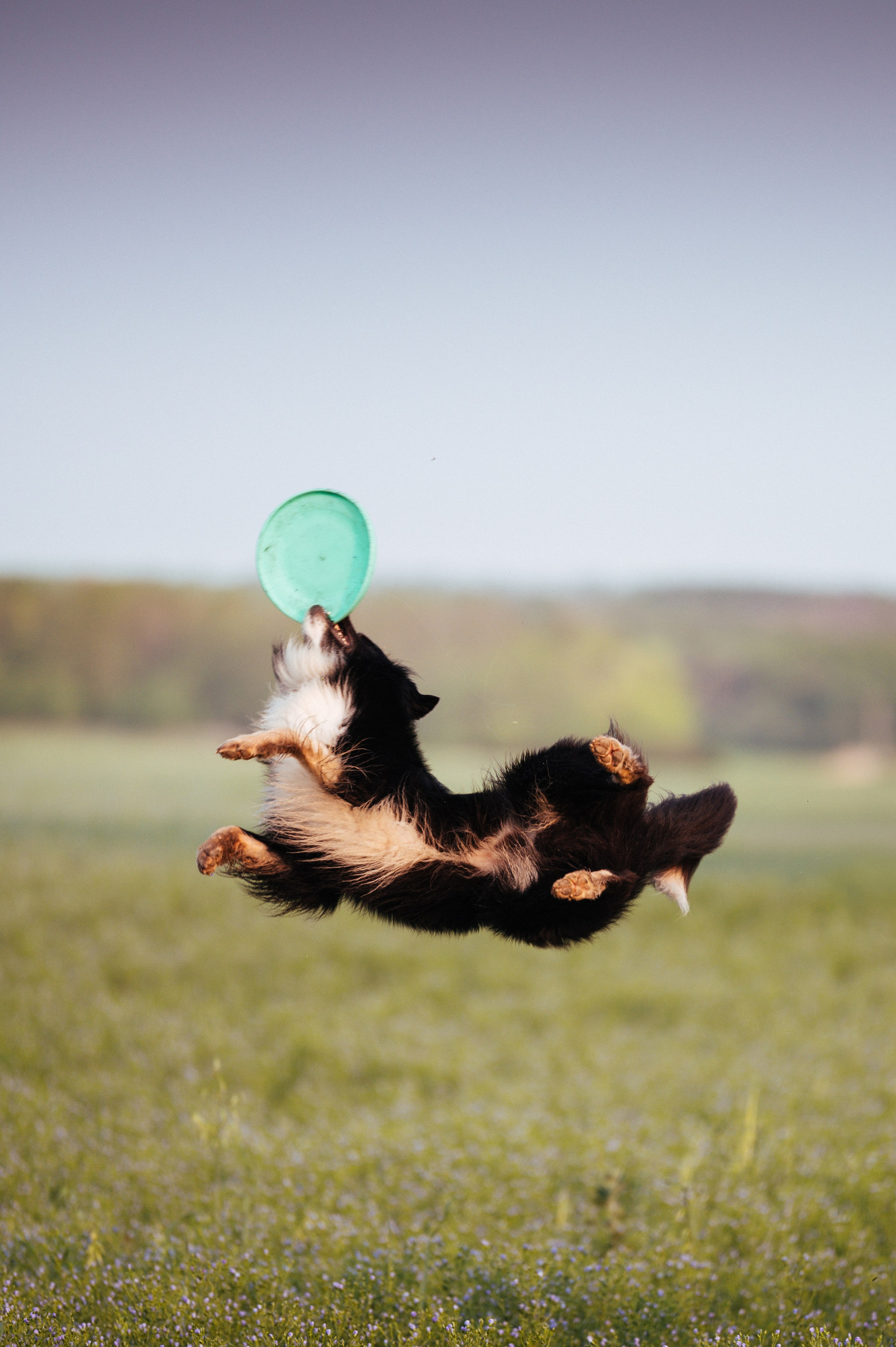Прогулка на рассвете с бордер-колли. Фотограф в Ростове —на — Дону