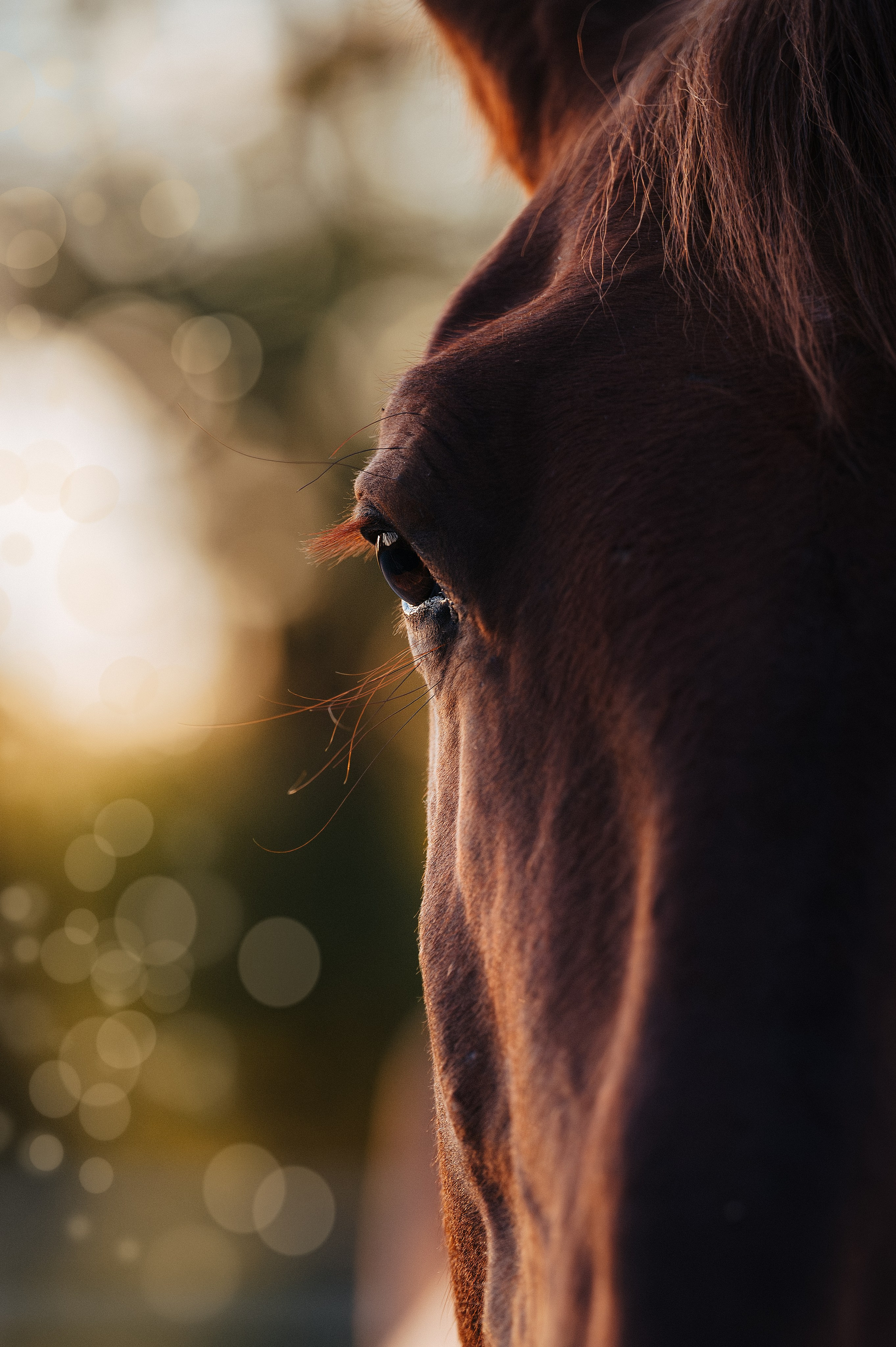 Фотограф в Ростове —на — Дону
