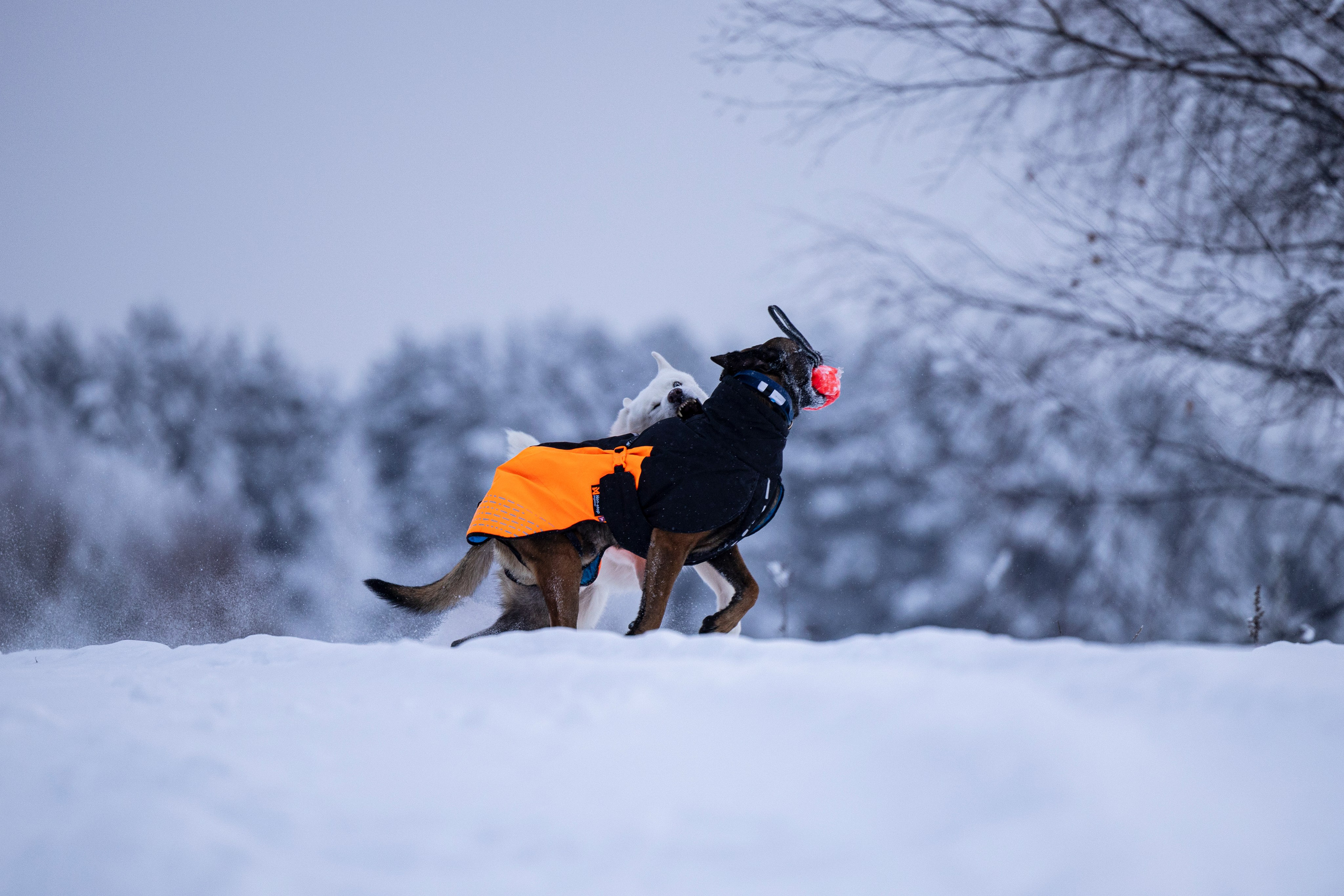 Рики и Гаруда. Фотограф-анималист Анна Маринич