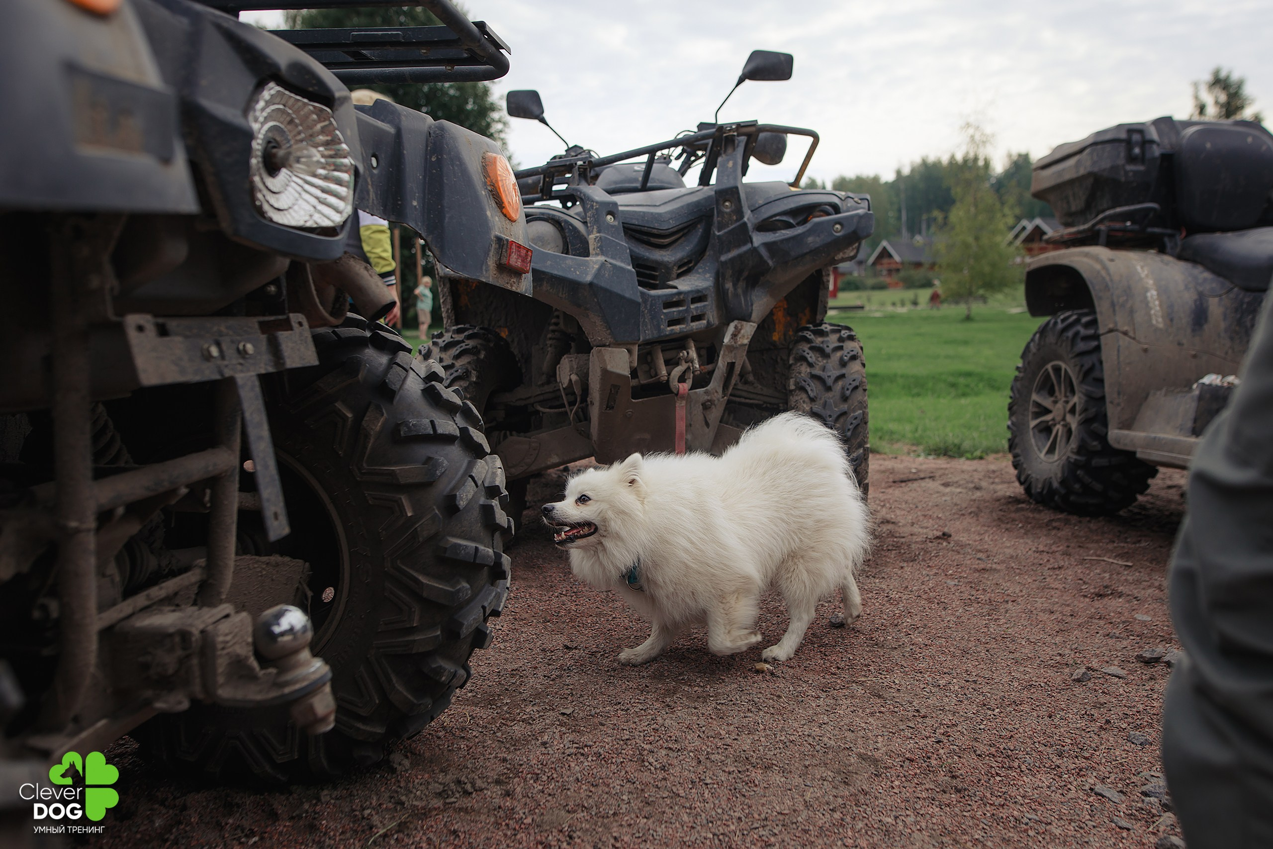 Кинологический лагерь CleverDog, 2024. Фотограф-анималист Mary Mart — Москва, Питер