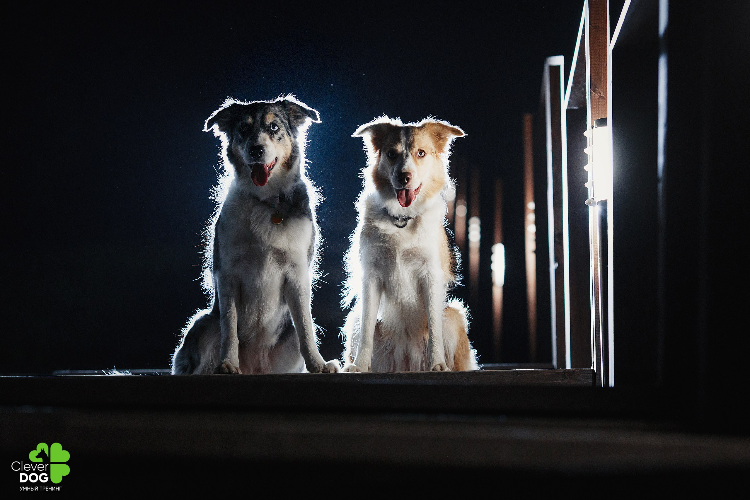 Кинологический лагерь CleverDog, 2024. Фотограф-анималист Mary Mart — Москва, Питер