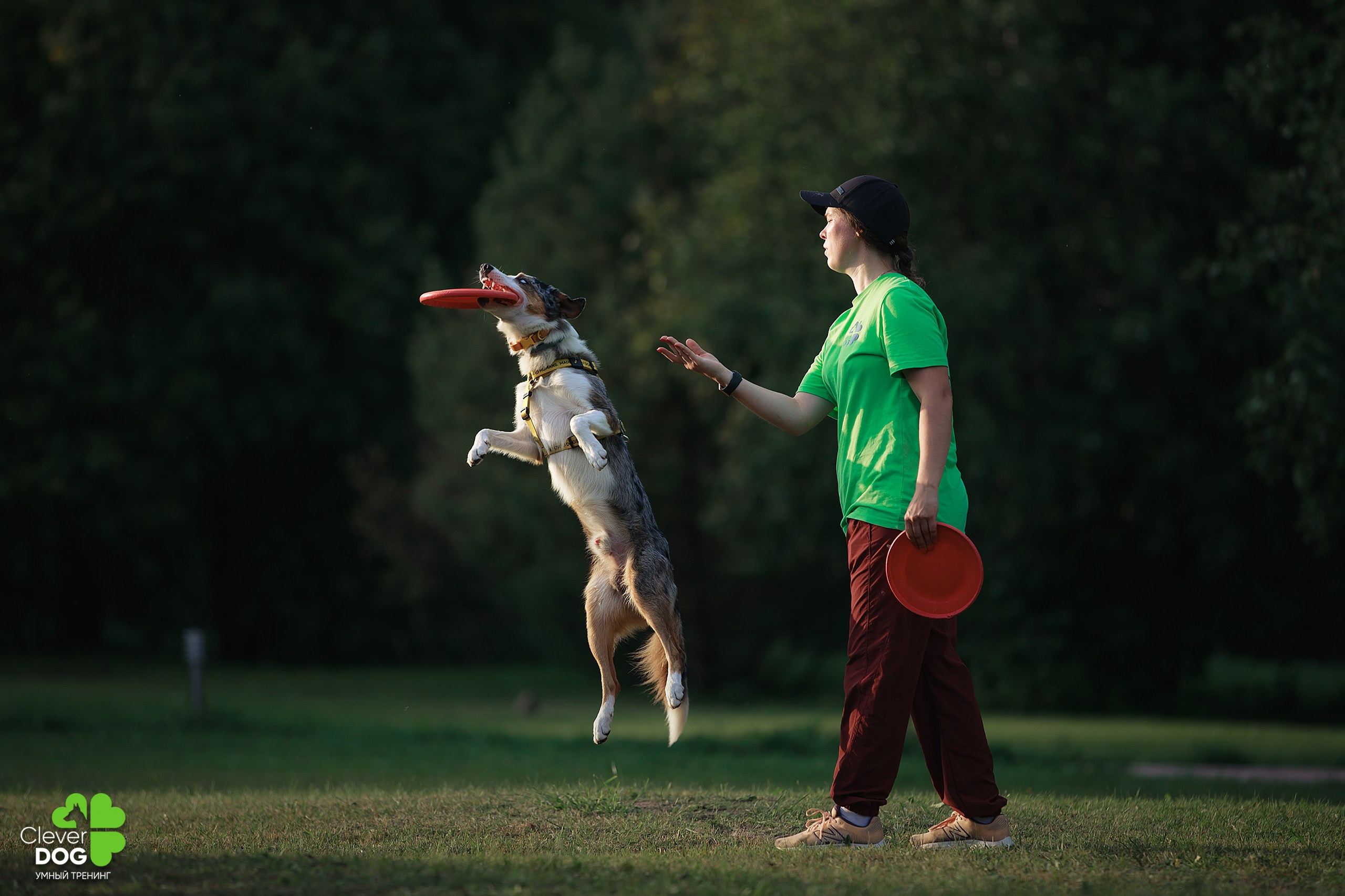 Кинологический лагерь CleverDog, 2024. Фотограф-анималист Mary Mart — Москва, Питер