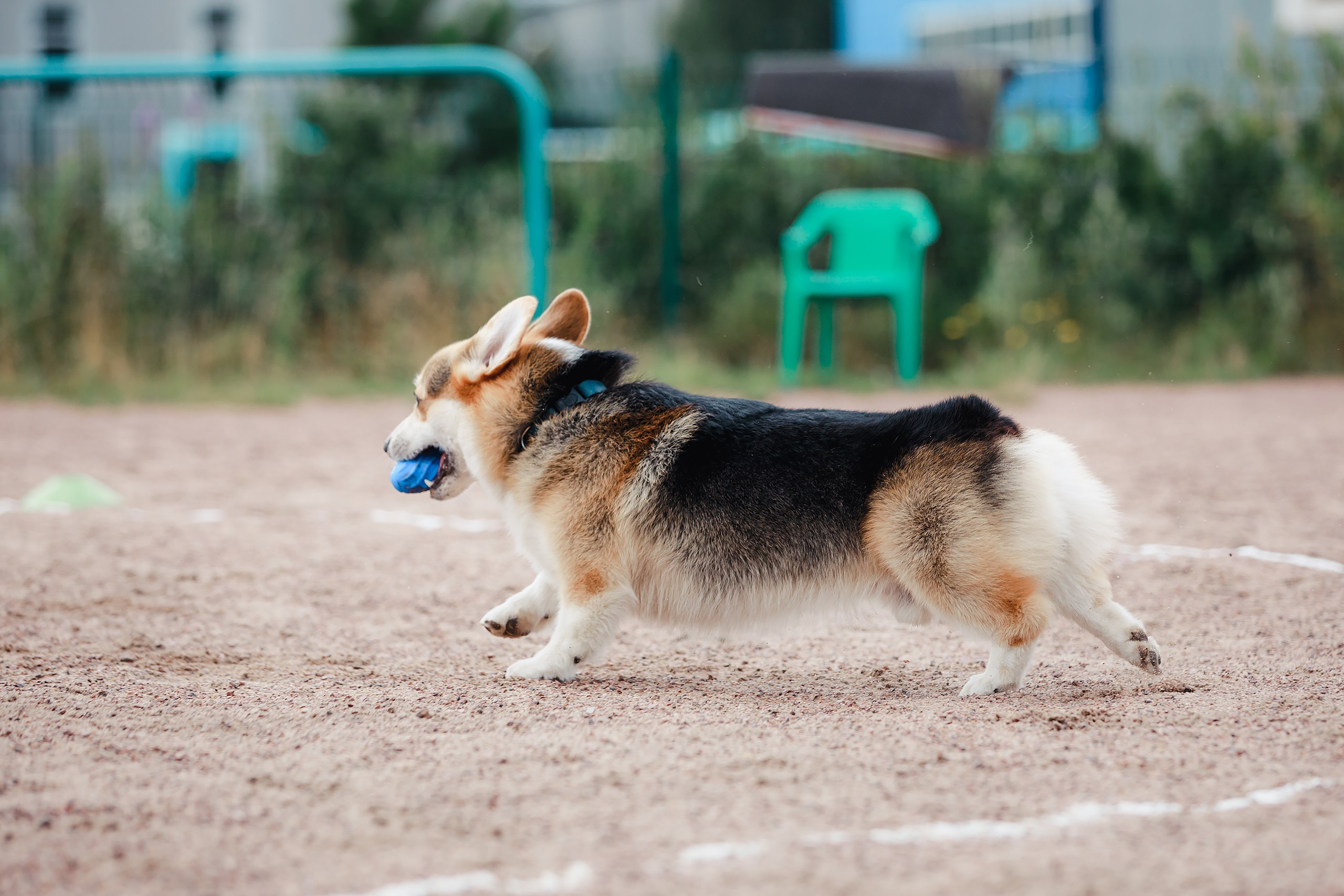 Питч&Гоу + веселые старты. Фотограф-анималист Mary Mart — Москва, Питер