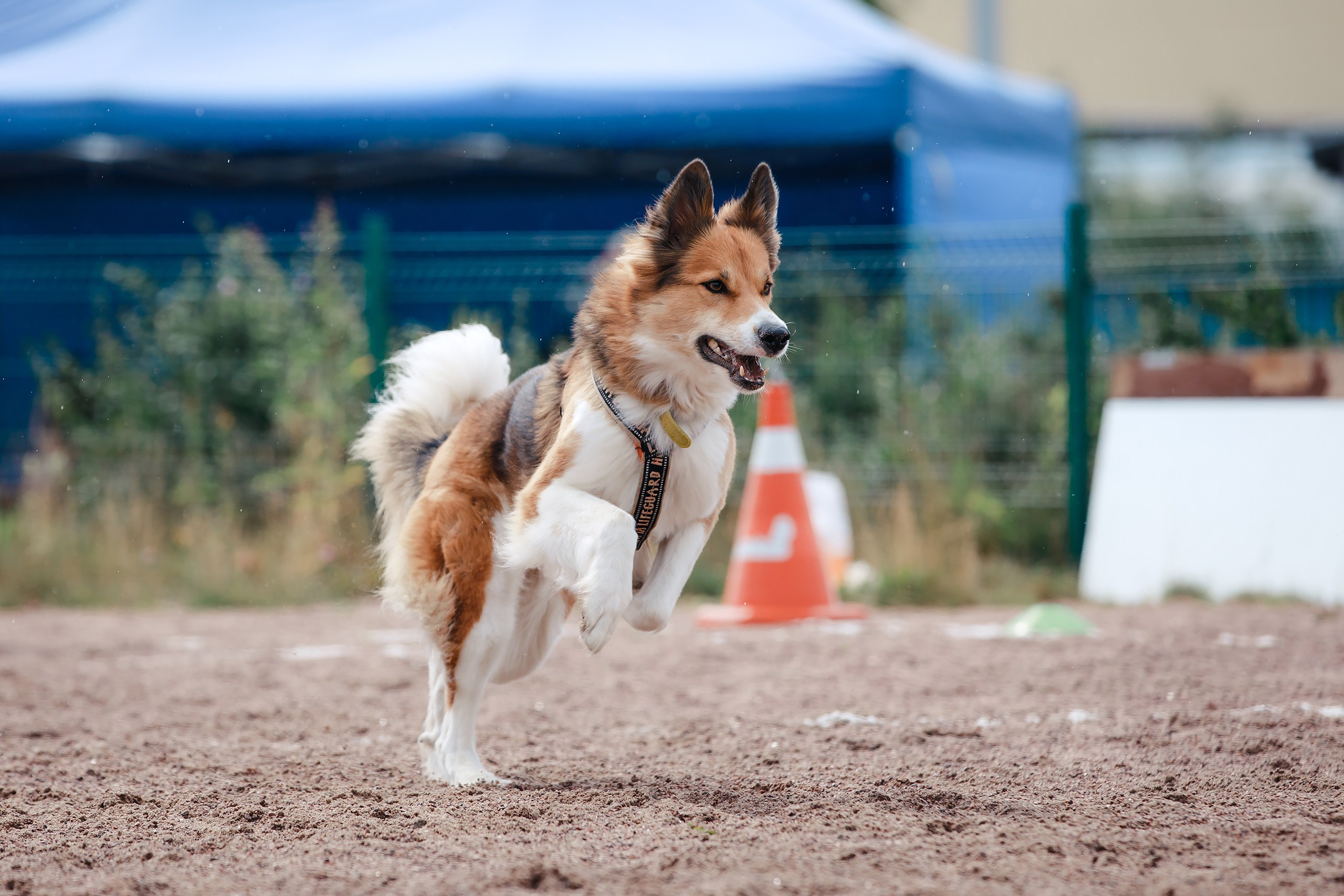 Питч&Гоу + веселые старты. Фотограф-анималист Mary Mart — Москва, Питер