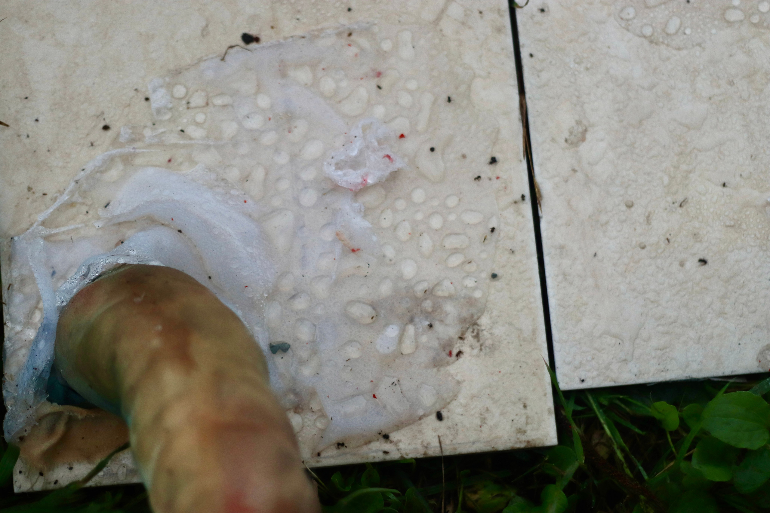 Эволюция непрерывно идет под знаком приспособления: инсталляция. Художница Софья Григорьева