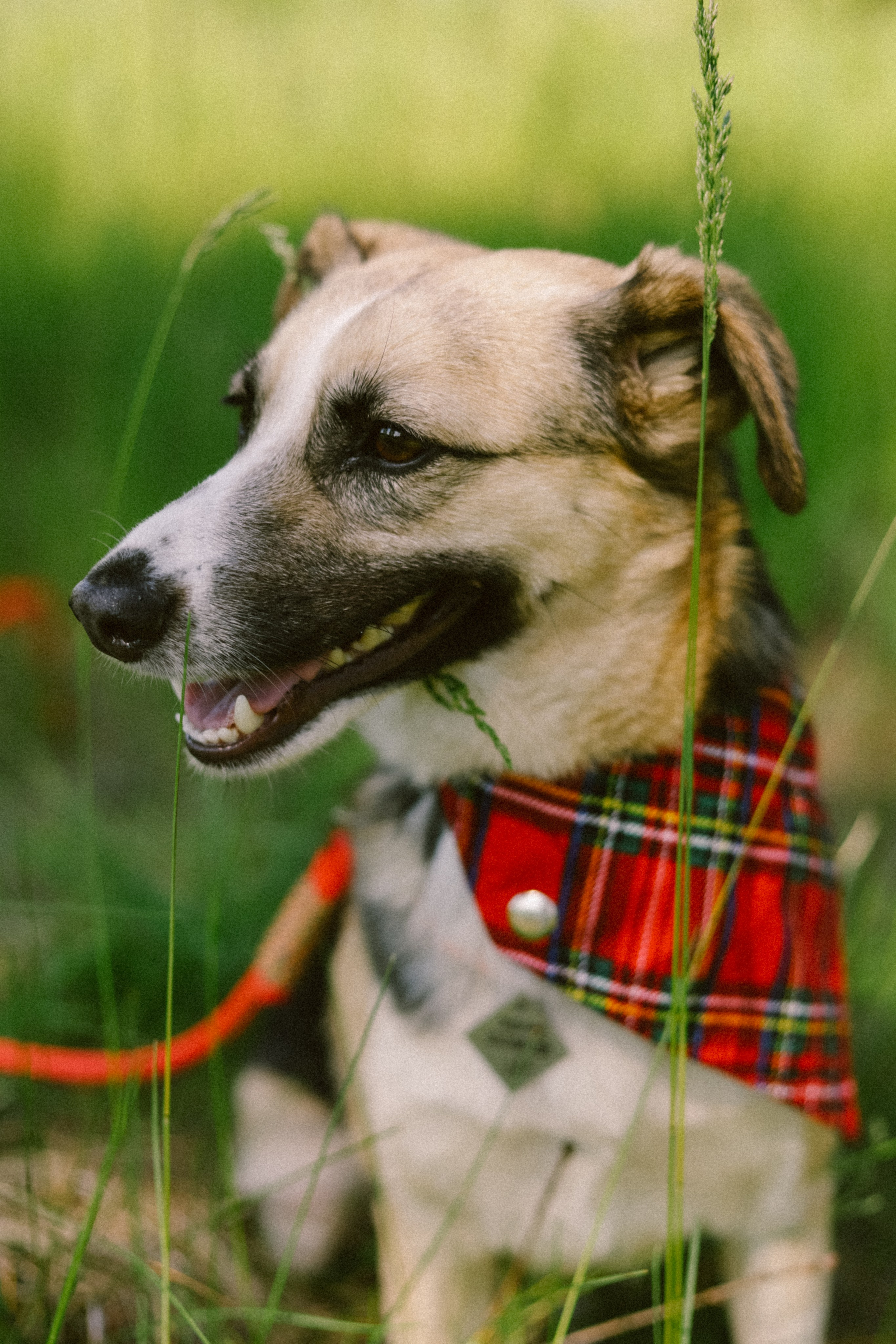 Для приюта (уже дома). Фотограф Москва и Санкт-Петербург
